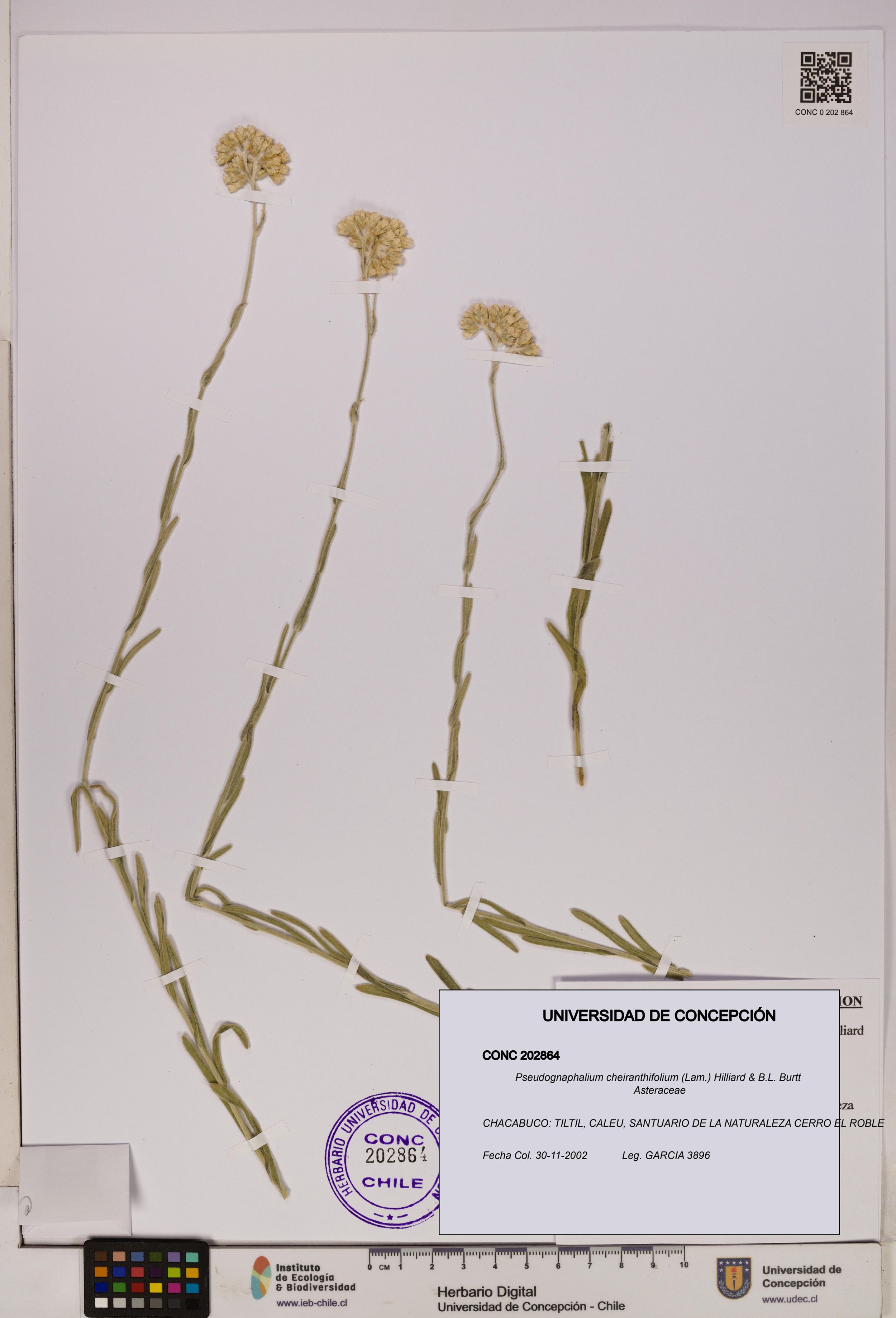 Pseudognaphalium cheiranthifolium [Espécimen: ]