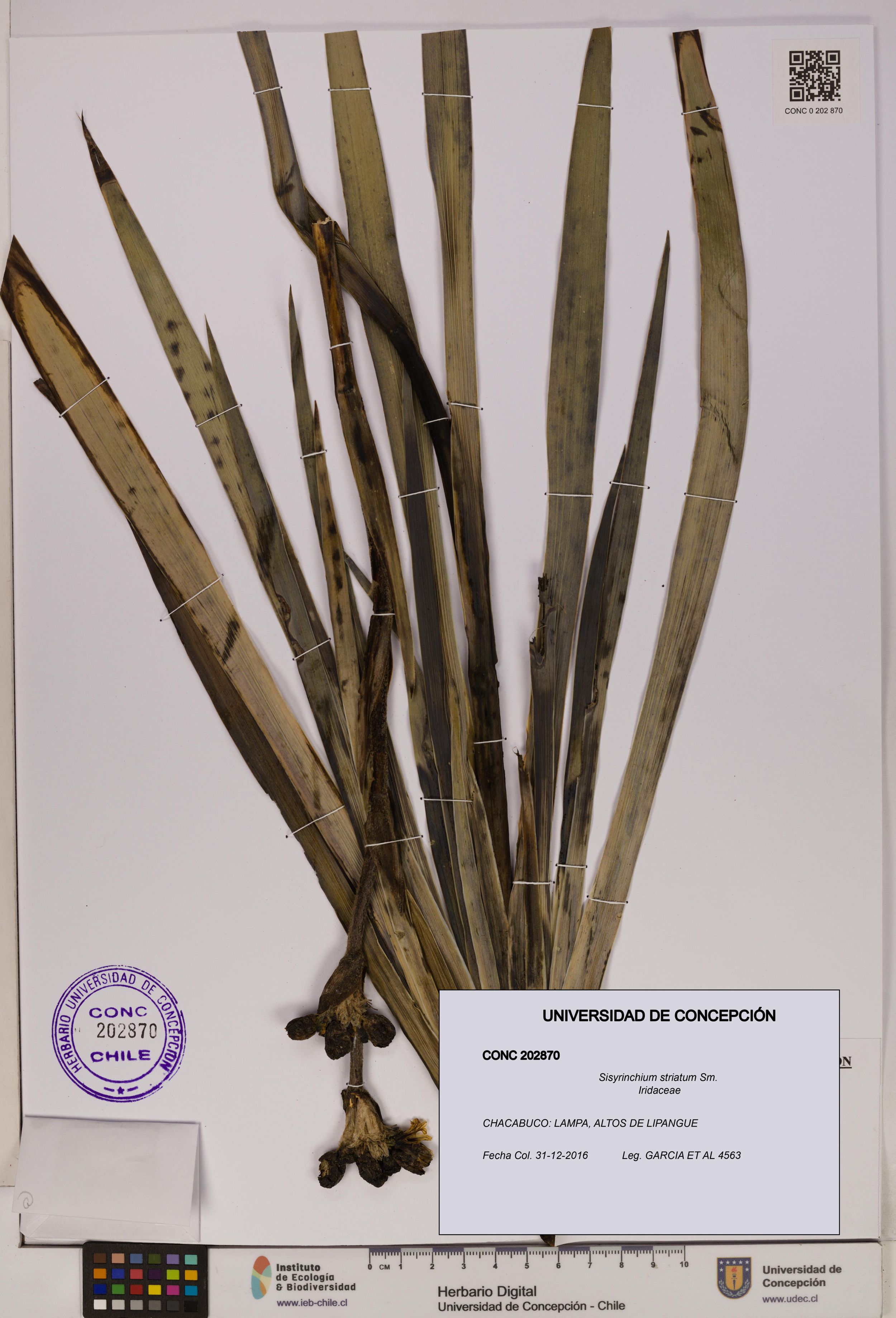 Sisyrinchium striatum [Espécimen: ]