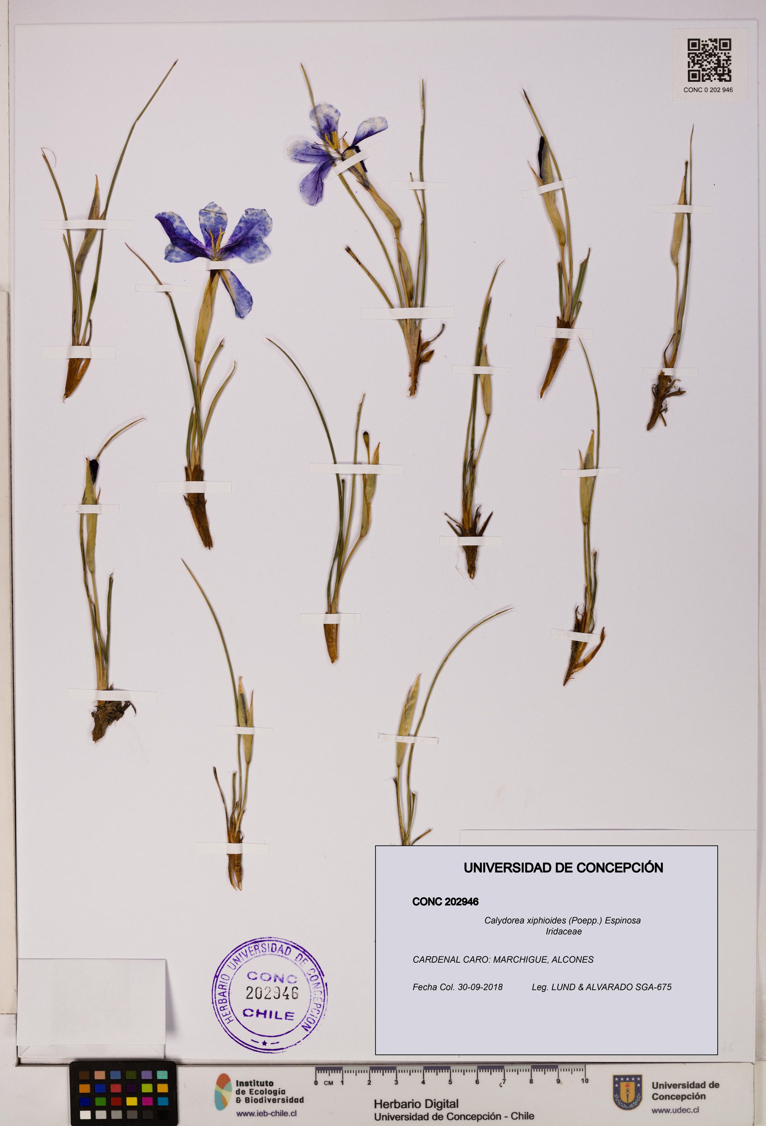 Calydorea xiphioides [Espécimen: ]