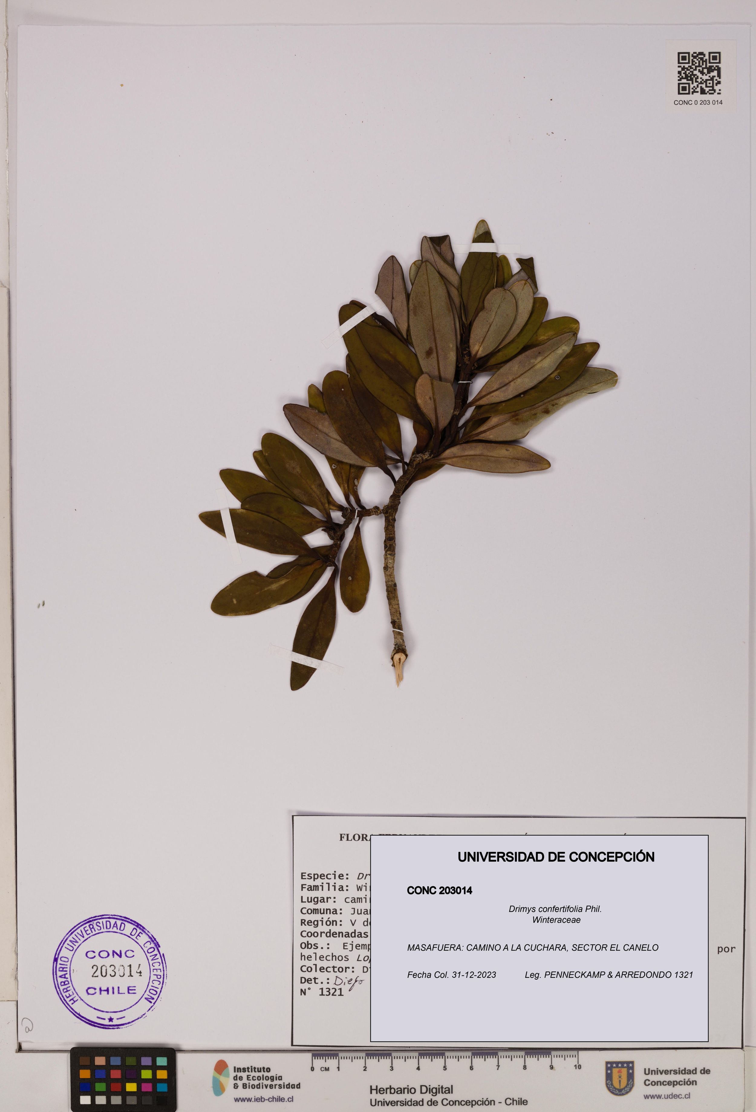 Drimys confertifolia [Espécimen: ]