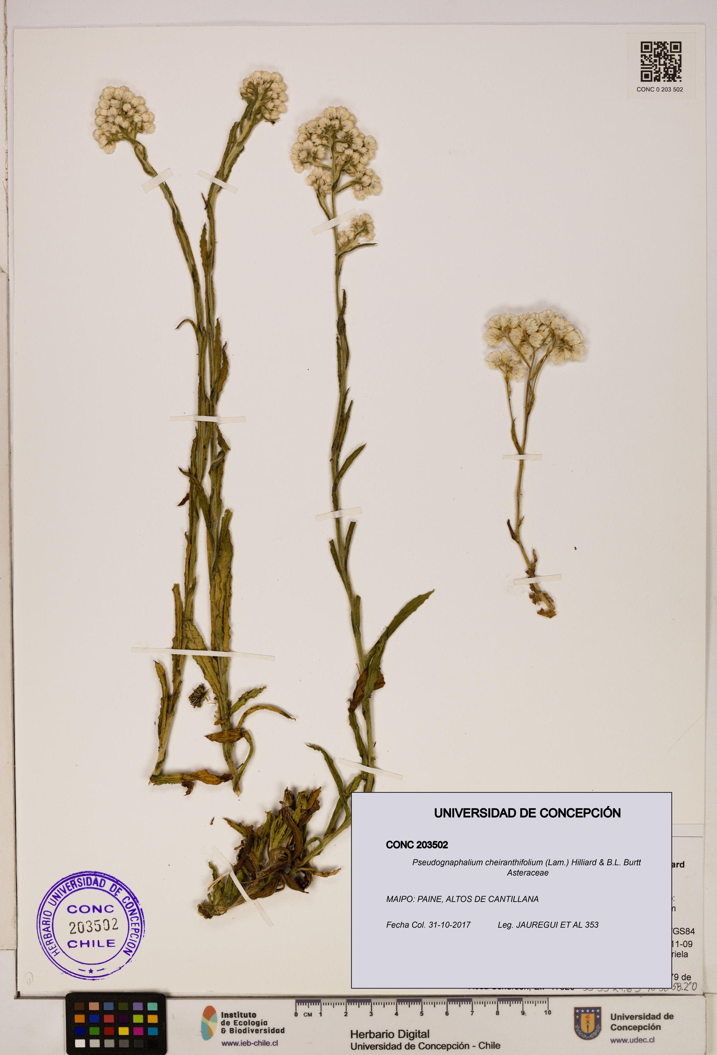 Pseudognaphalium cheiranthifolium [Espécimen: ]