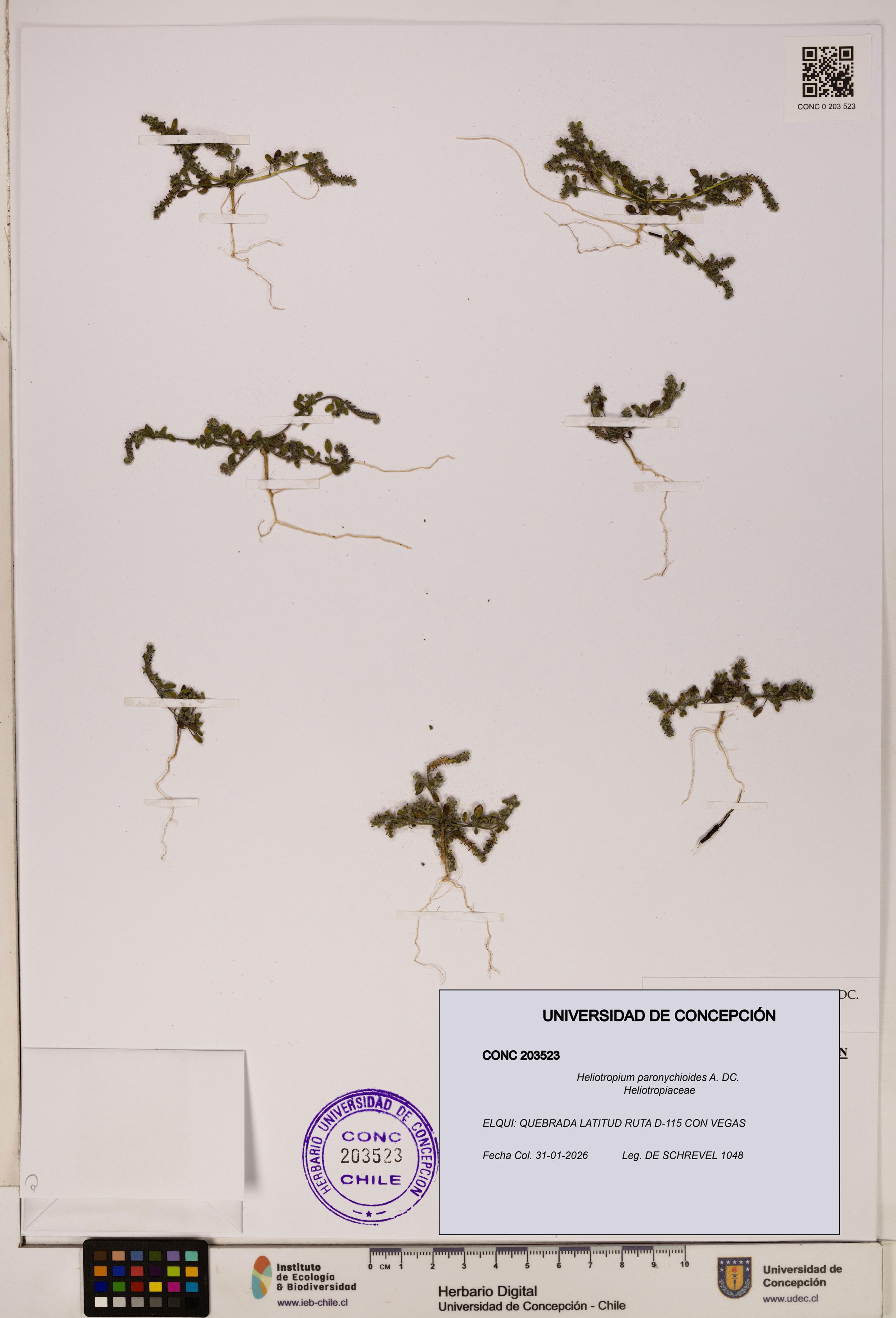 Heliotropium paronychioides [Espécimen: ]
