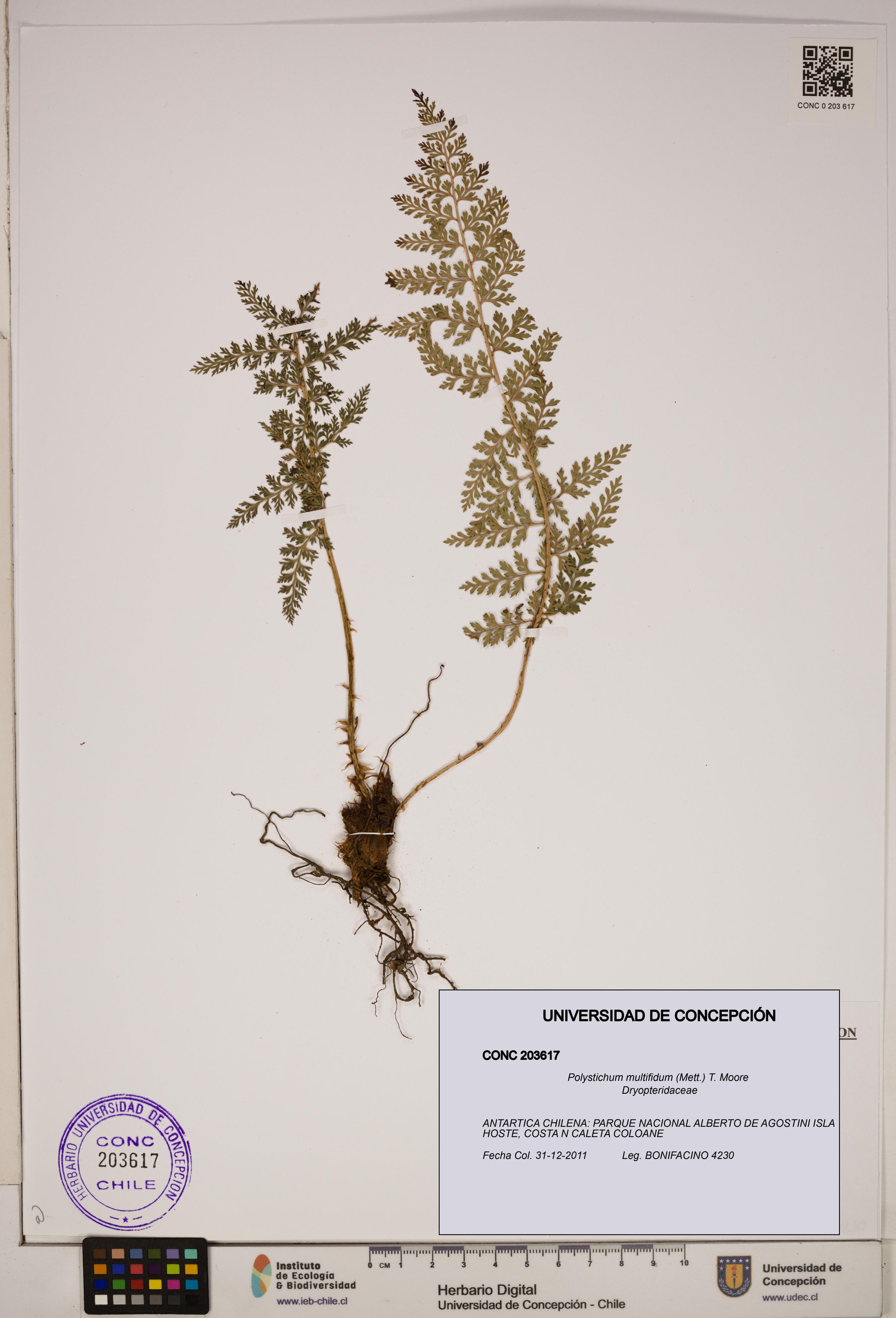 Polystichum multifidum [Espécimen: ]