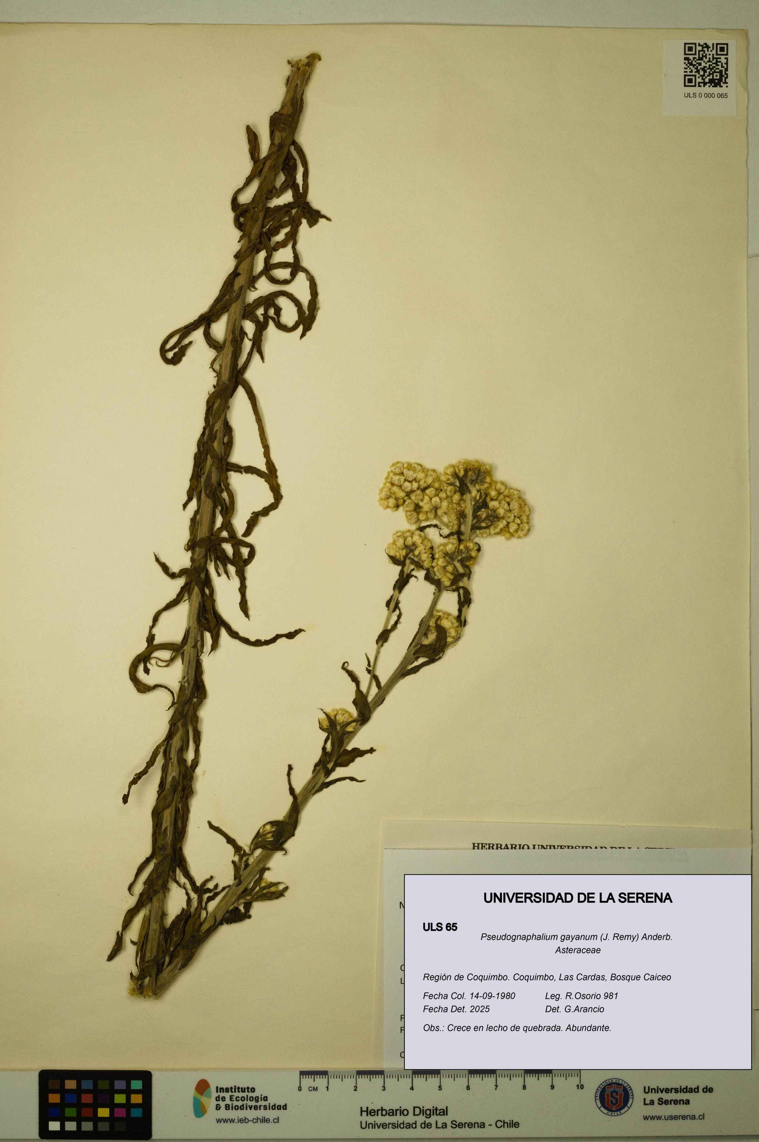 Pseudognaphalium gayanum [Espécimen: ]
