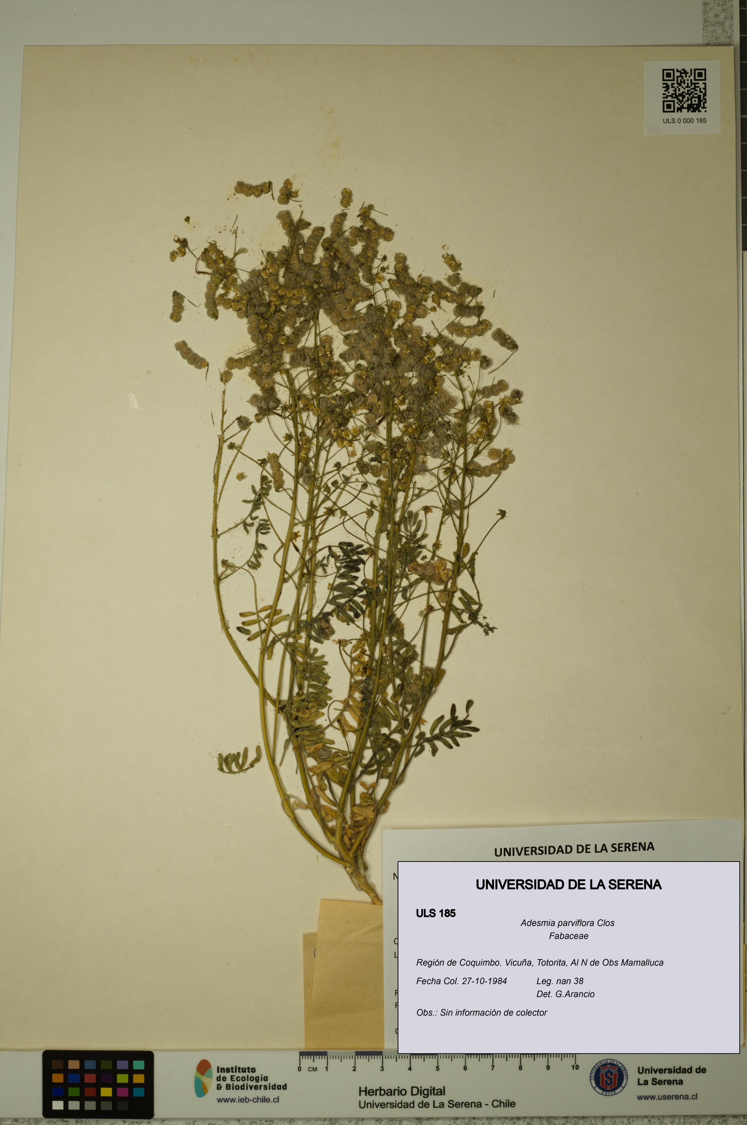 Adesmia parviflora [Espécimen: ]