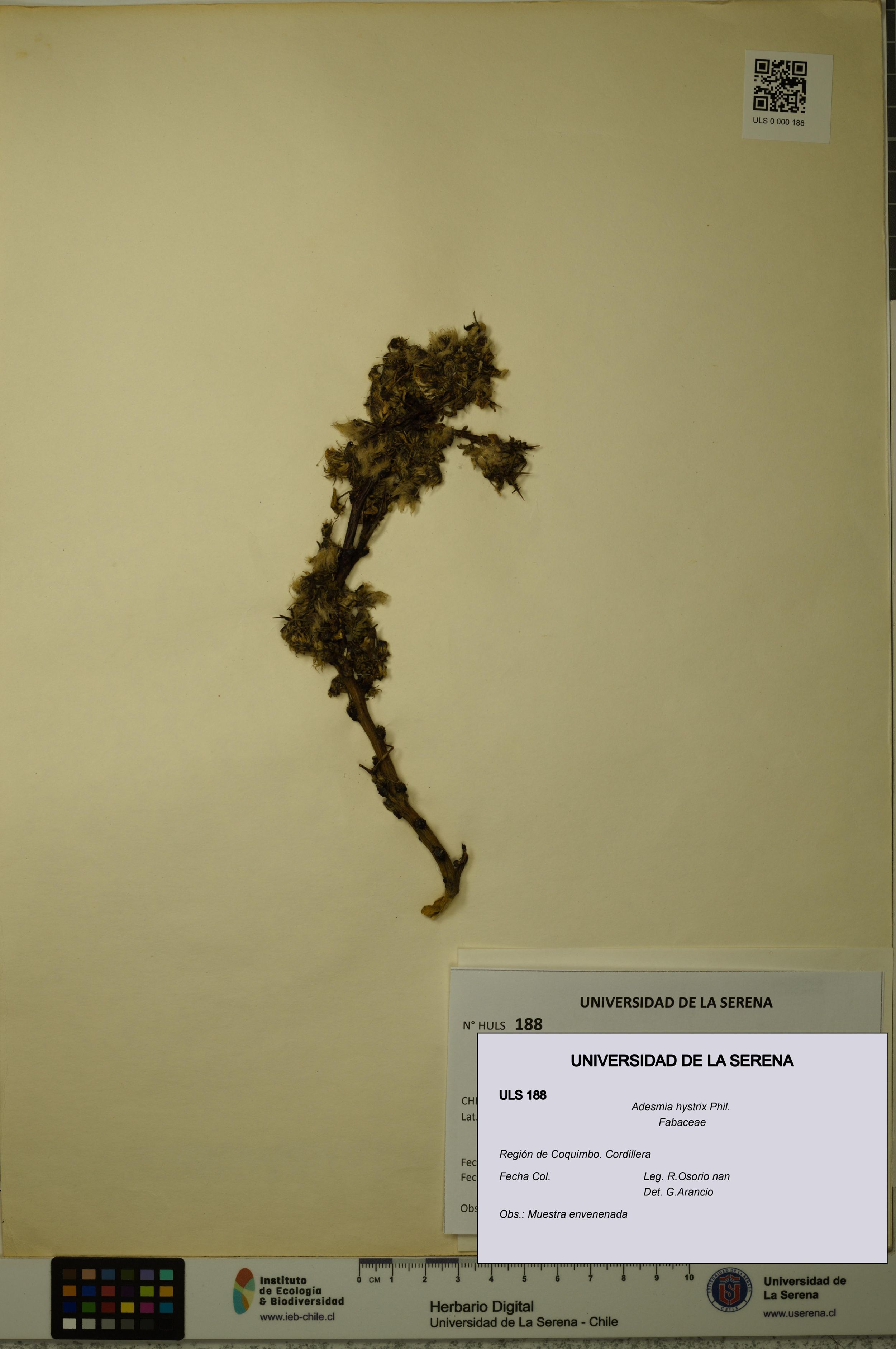 Adesmia hystrix [Espécimen: ]