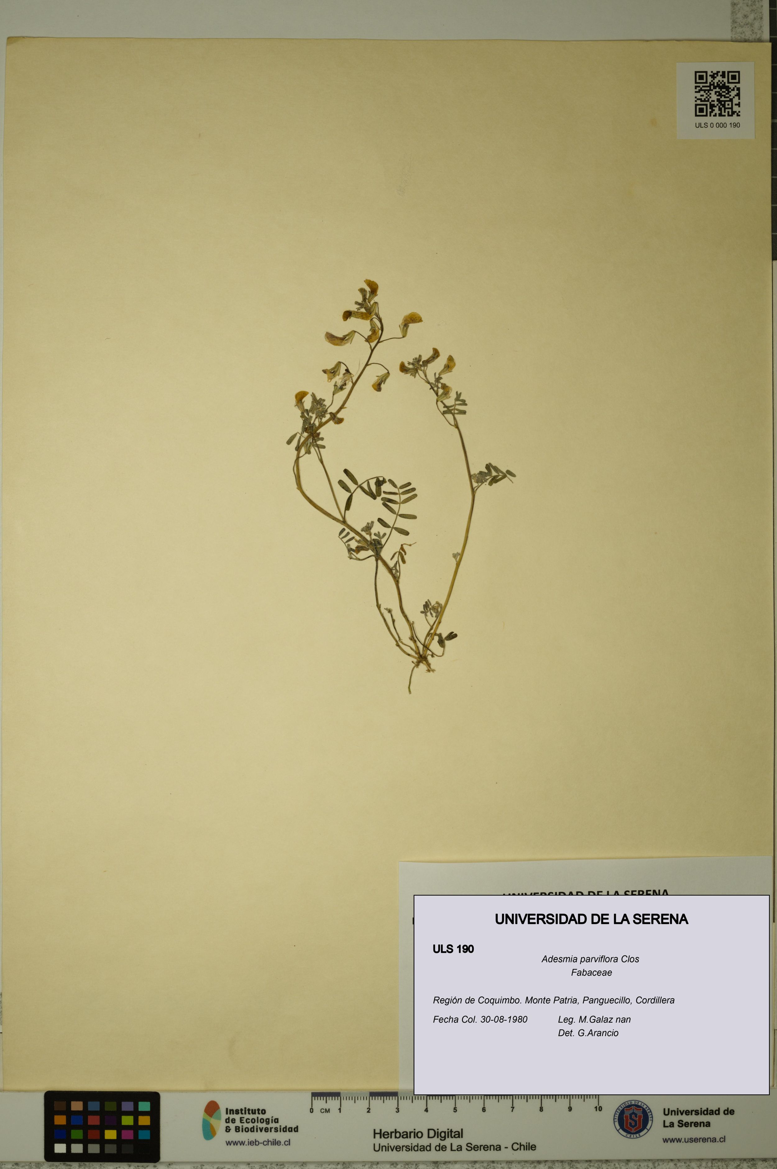 Adesmia parviflora [Espécimen: ]