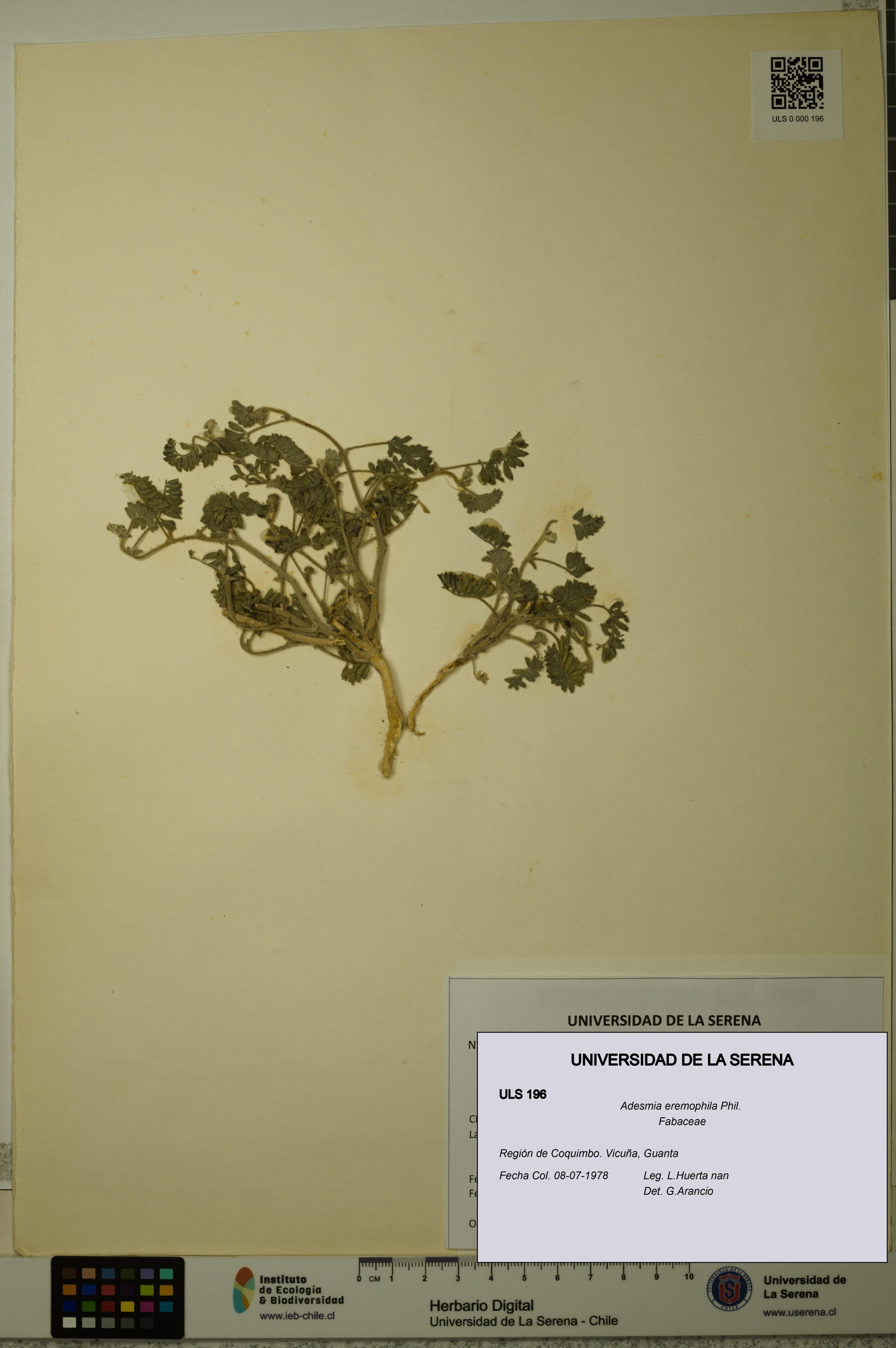 Adesmia eremophila [Espécimen: ]
