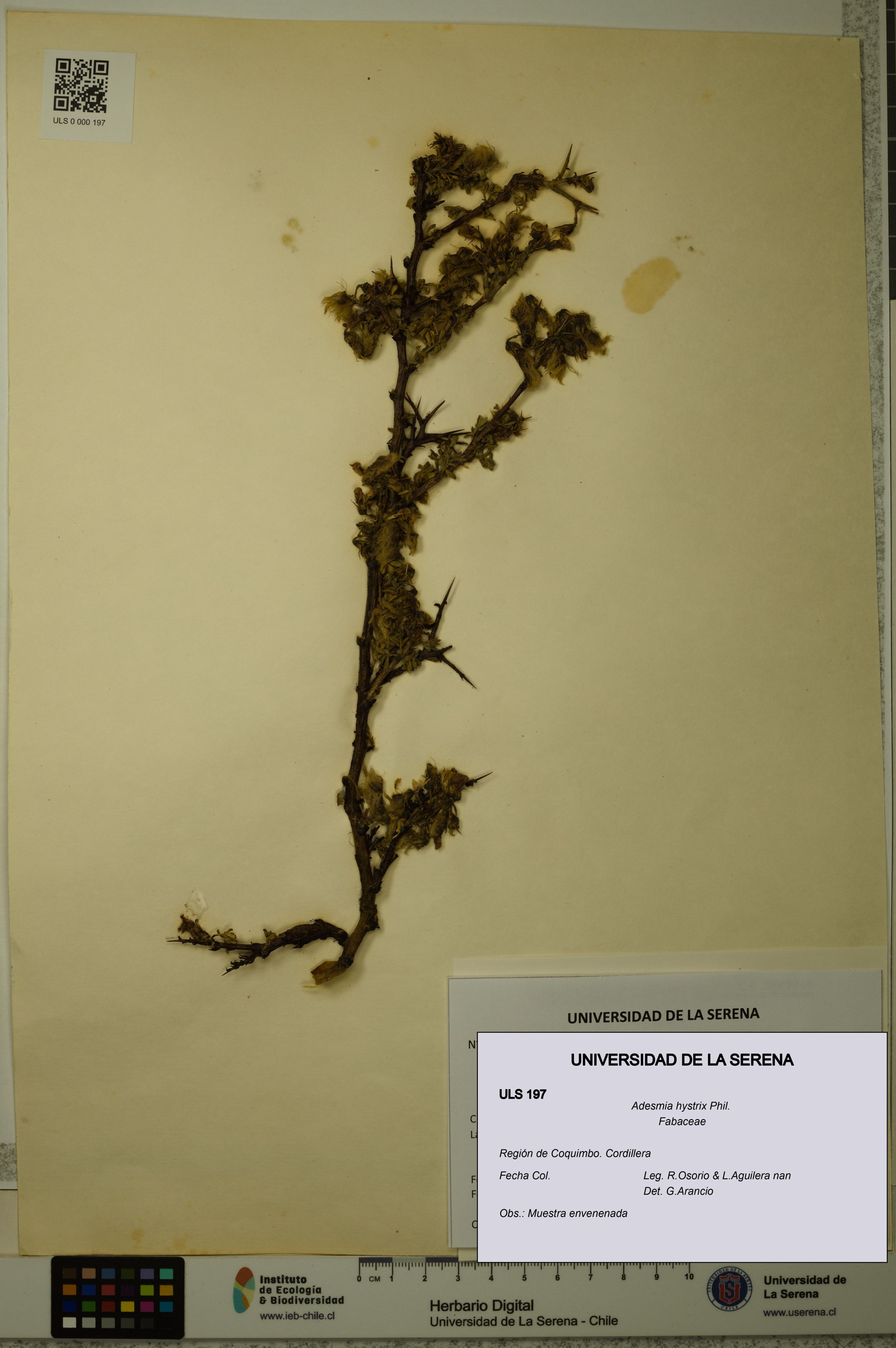 Adesmia hystrix [Espécimen: ]