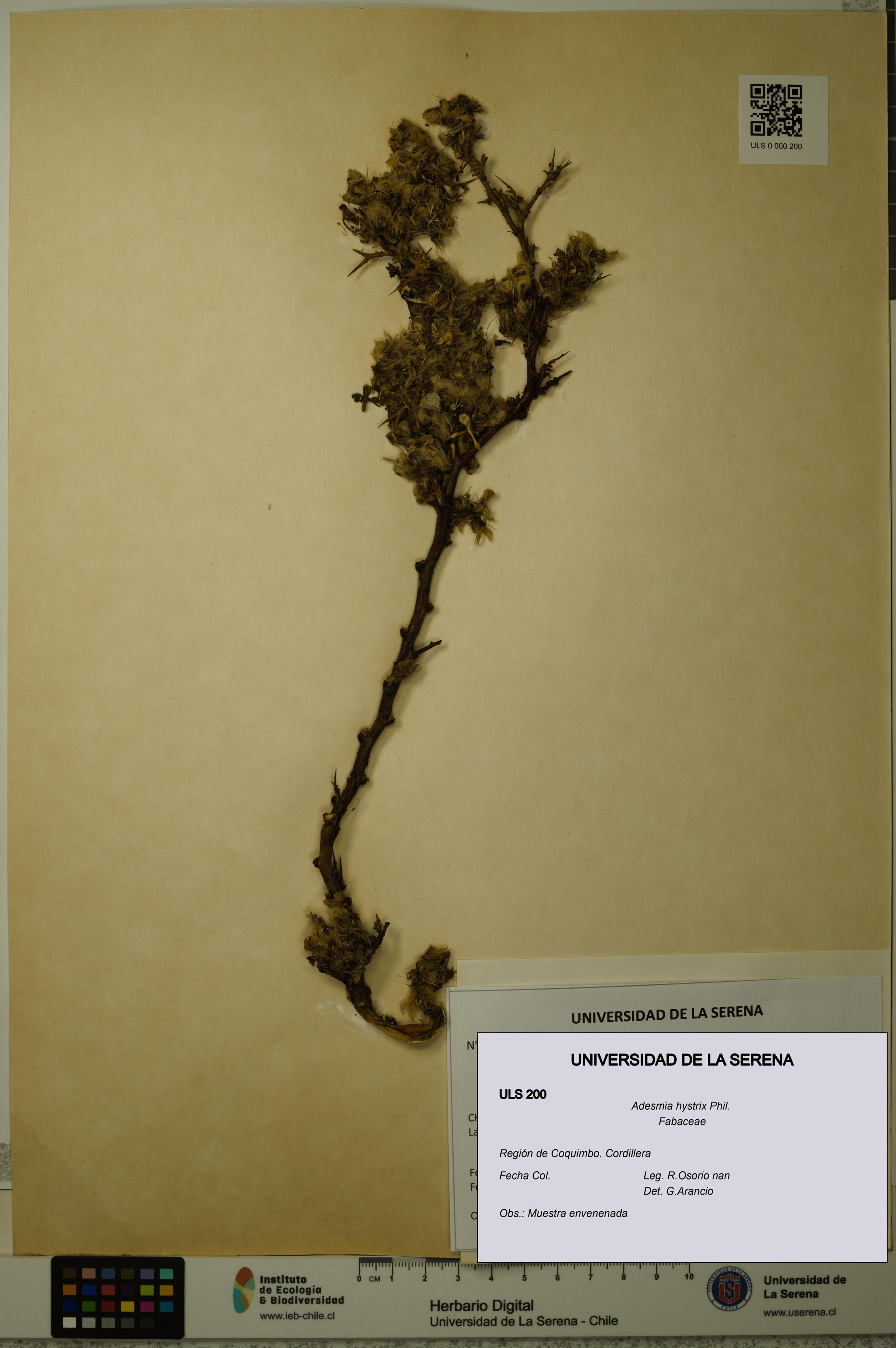 Adesmia hystrix [Espécimen: ]