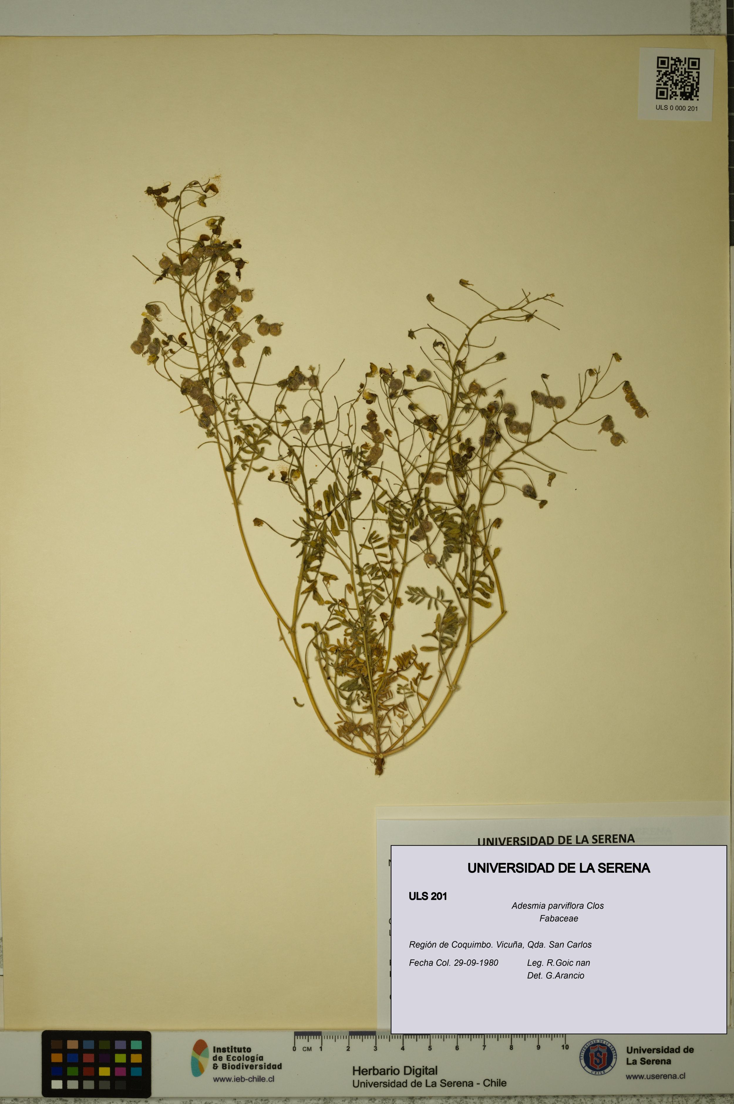 Adesmia parviflora [Espécimen: ]