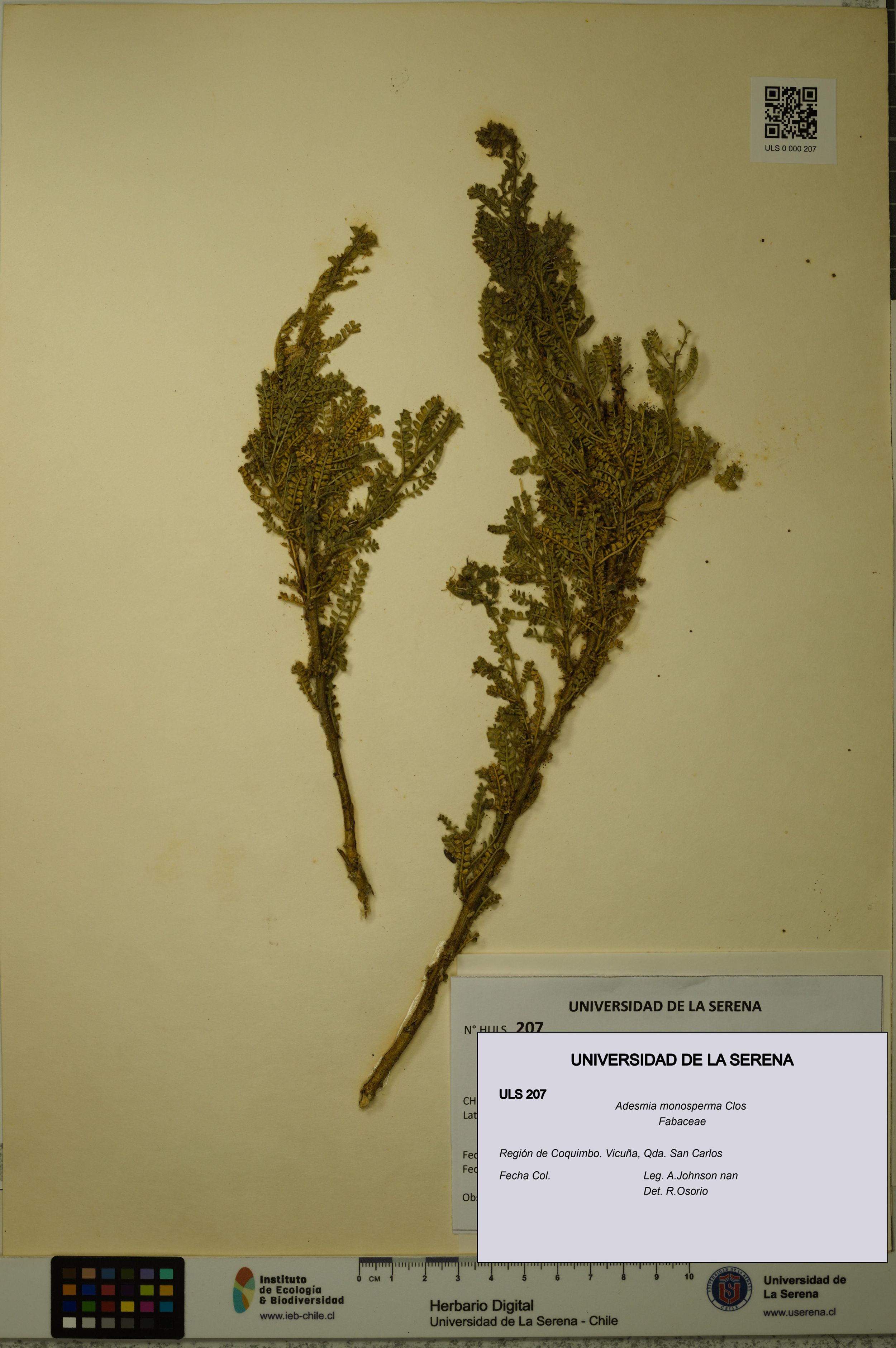 Adesmia monosperma [Espécimen: ]