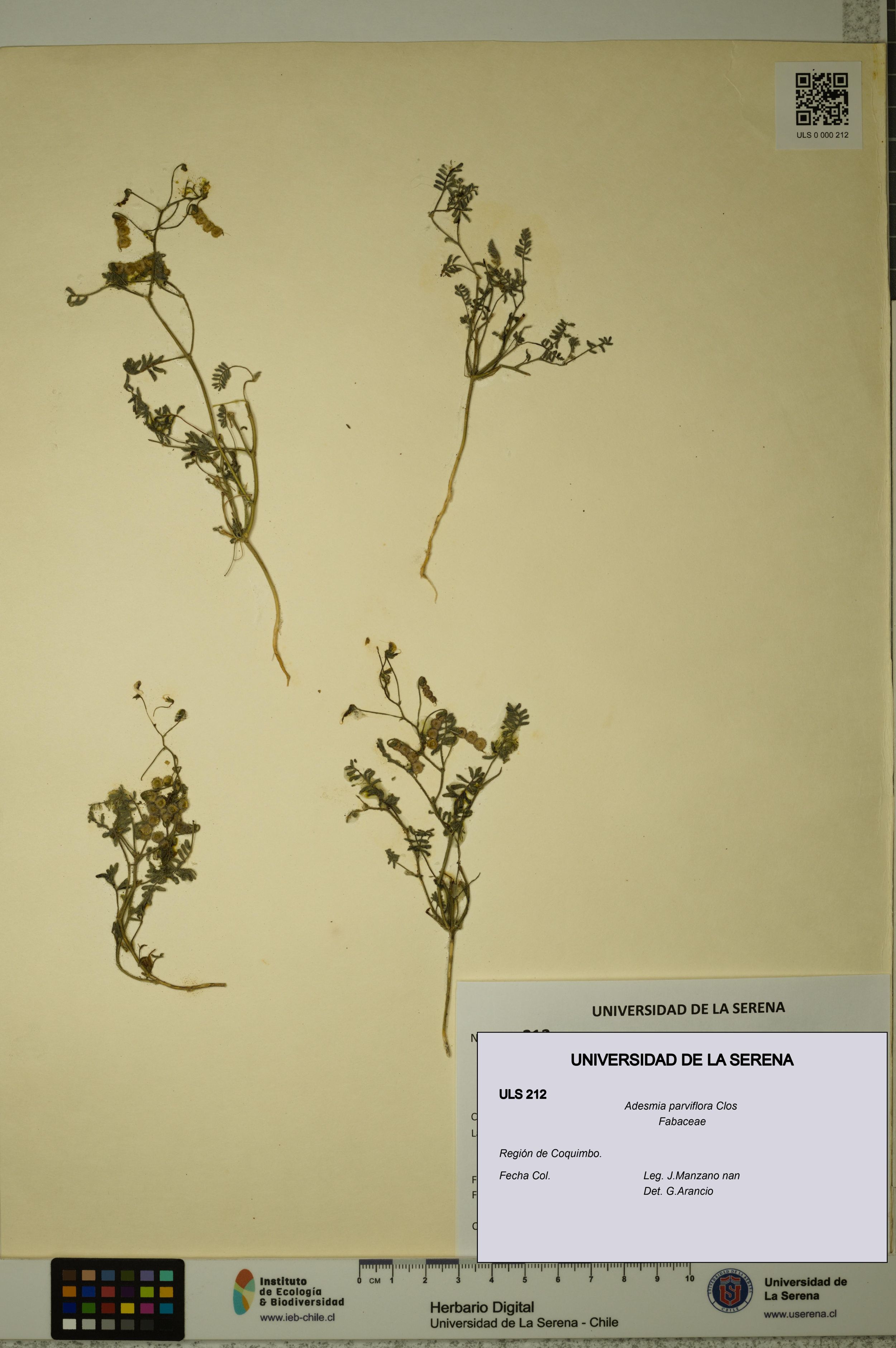 Adesmia parviflora [Espécimen: ]