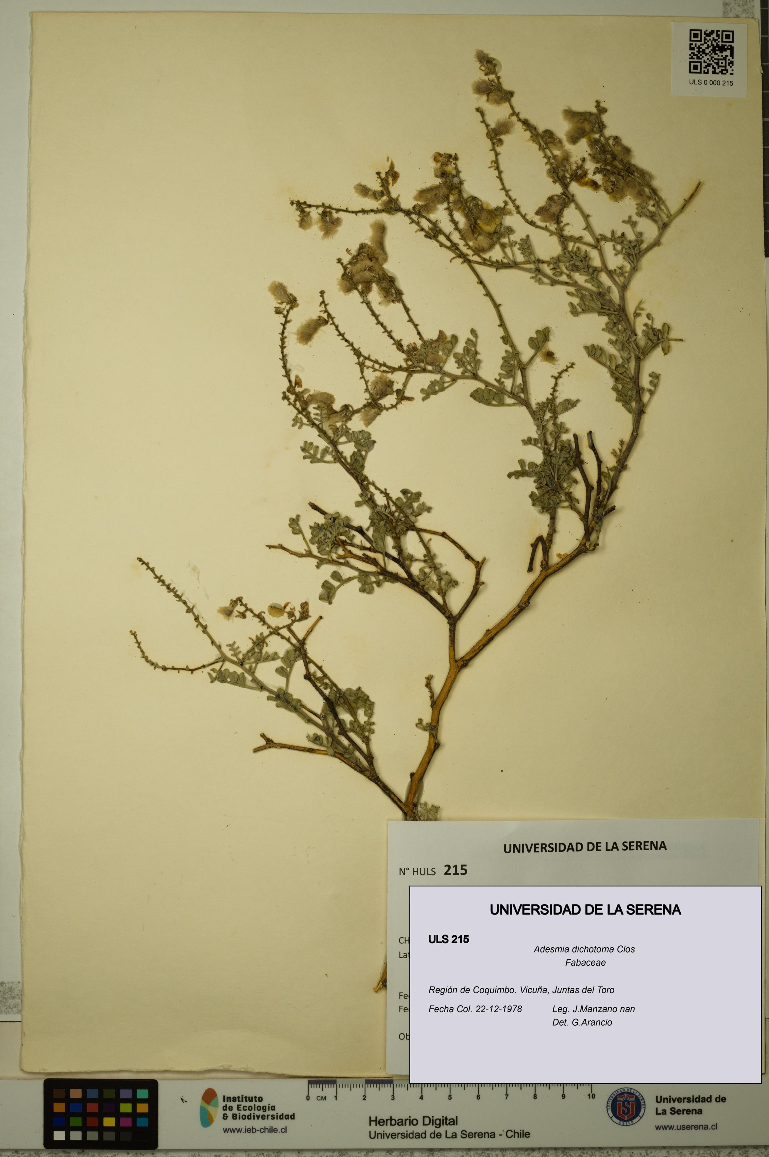 Adesmia dichotoma [Espécimen: ]