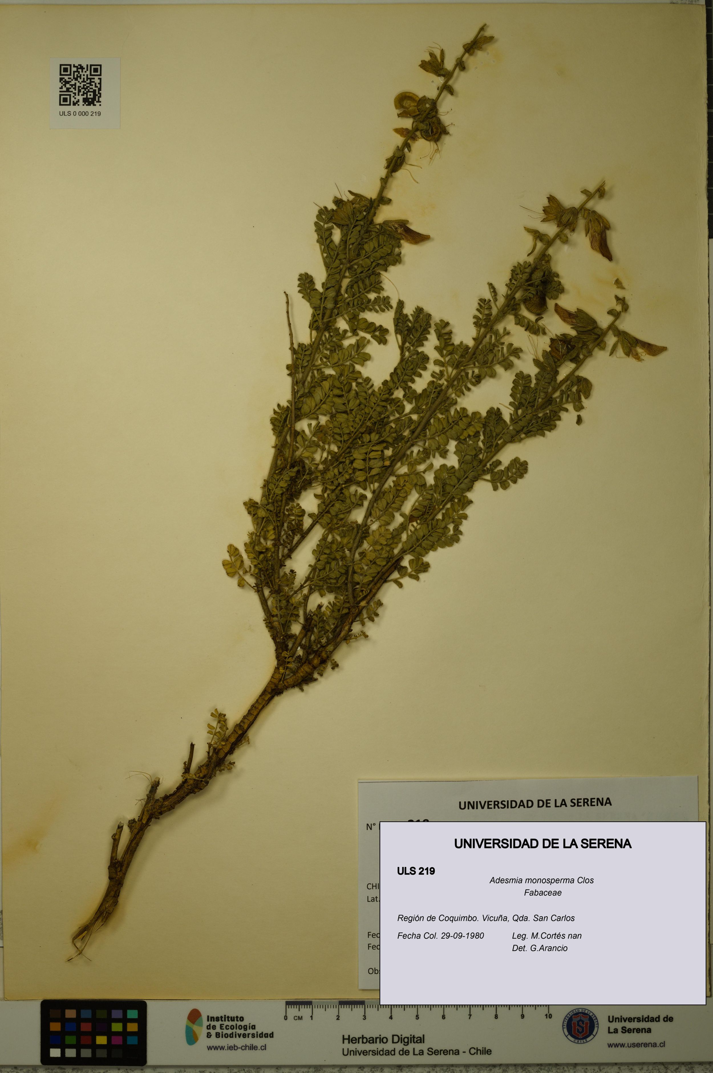 Adesmia monosperma [Espécimen: ]