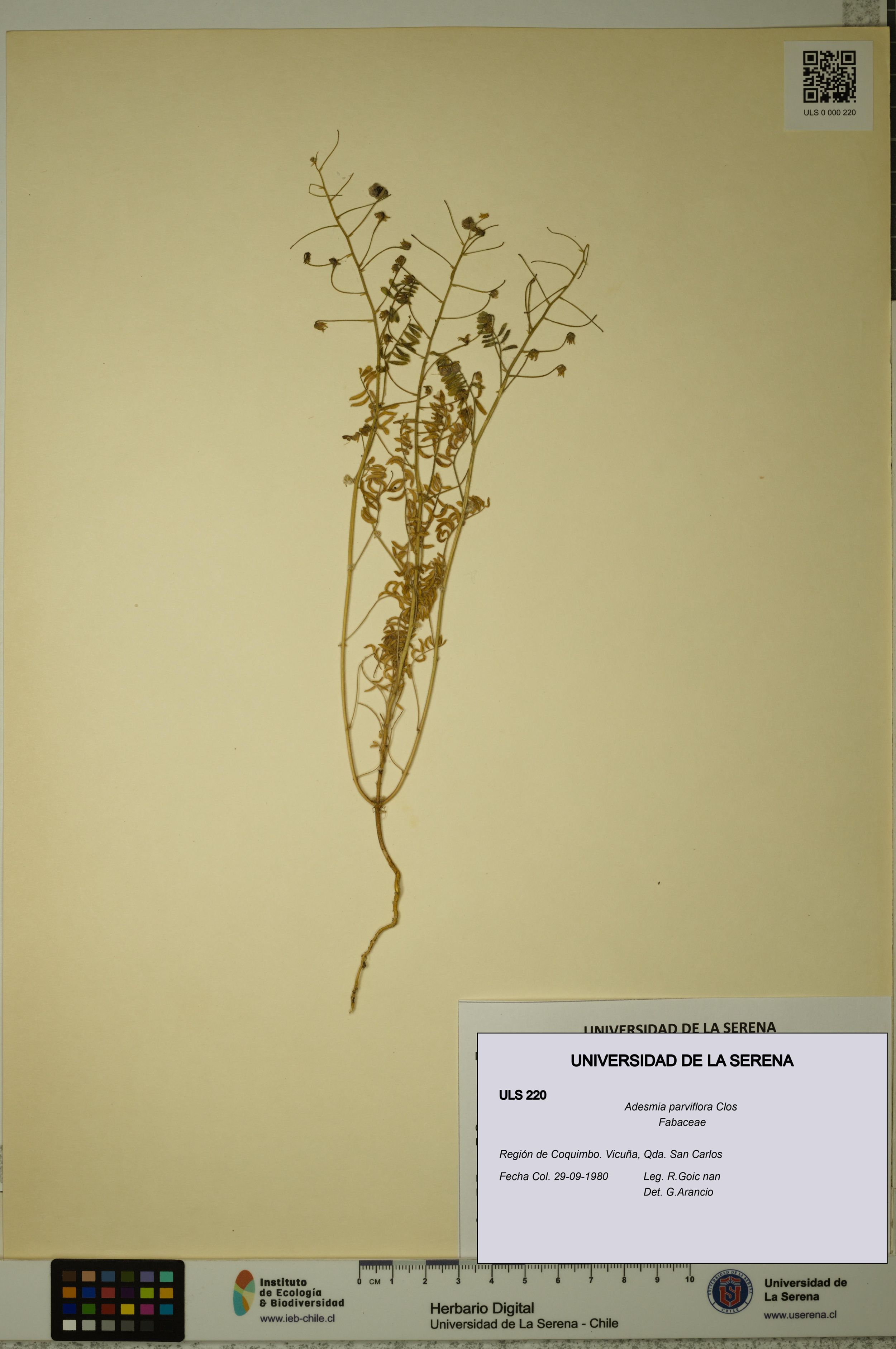 Adesmia parviflora [Espécimen: ]