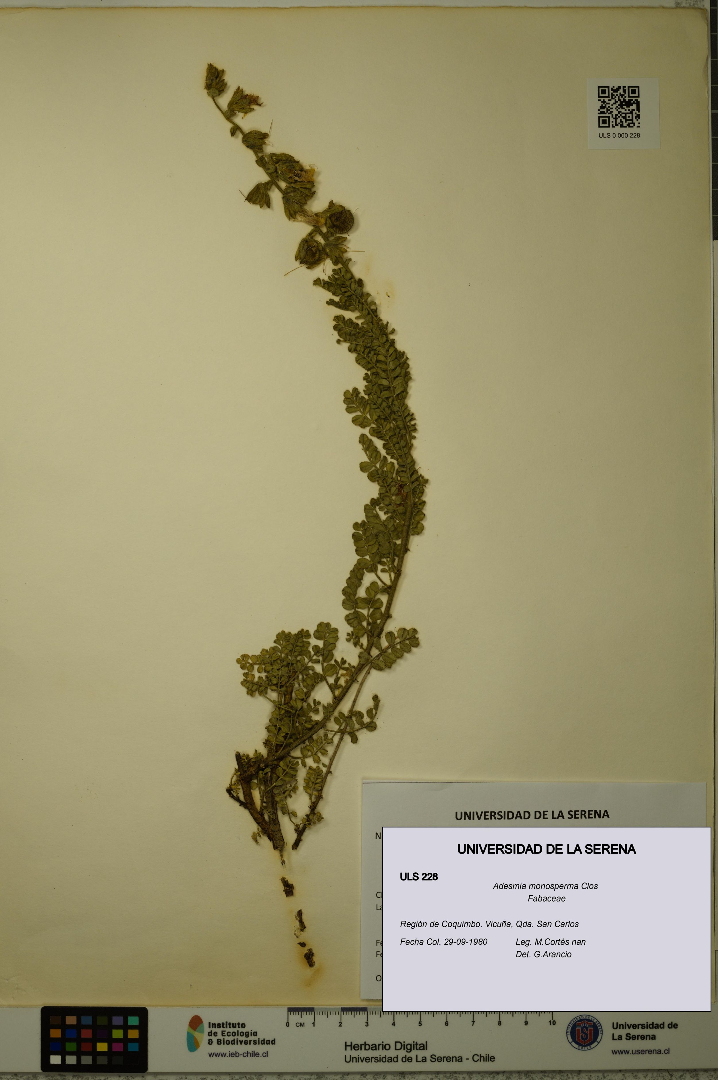 Adesmia monosperma [Espécimen: ]