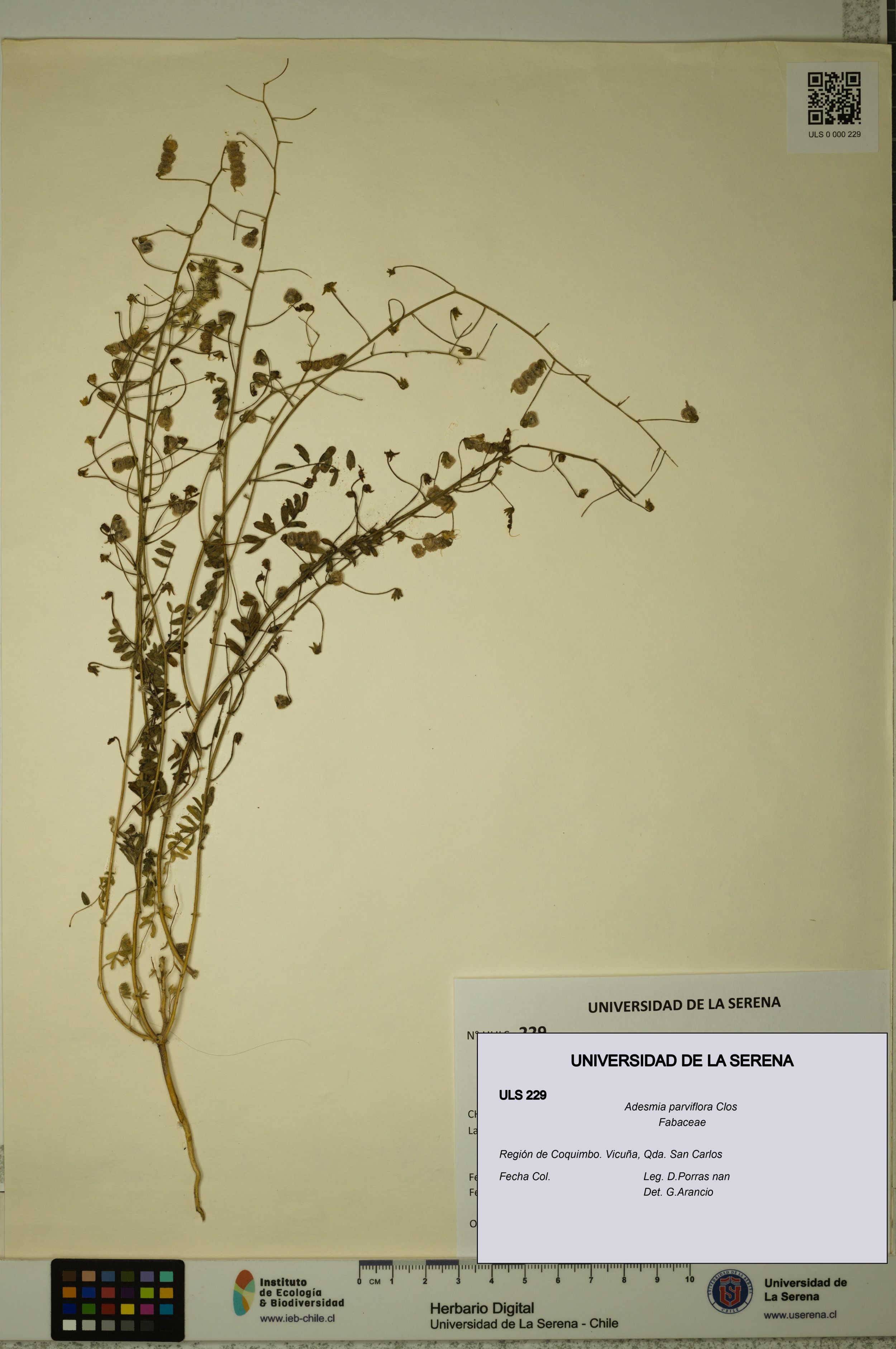 Adesmia parviflora [Espécimen: ]