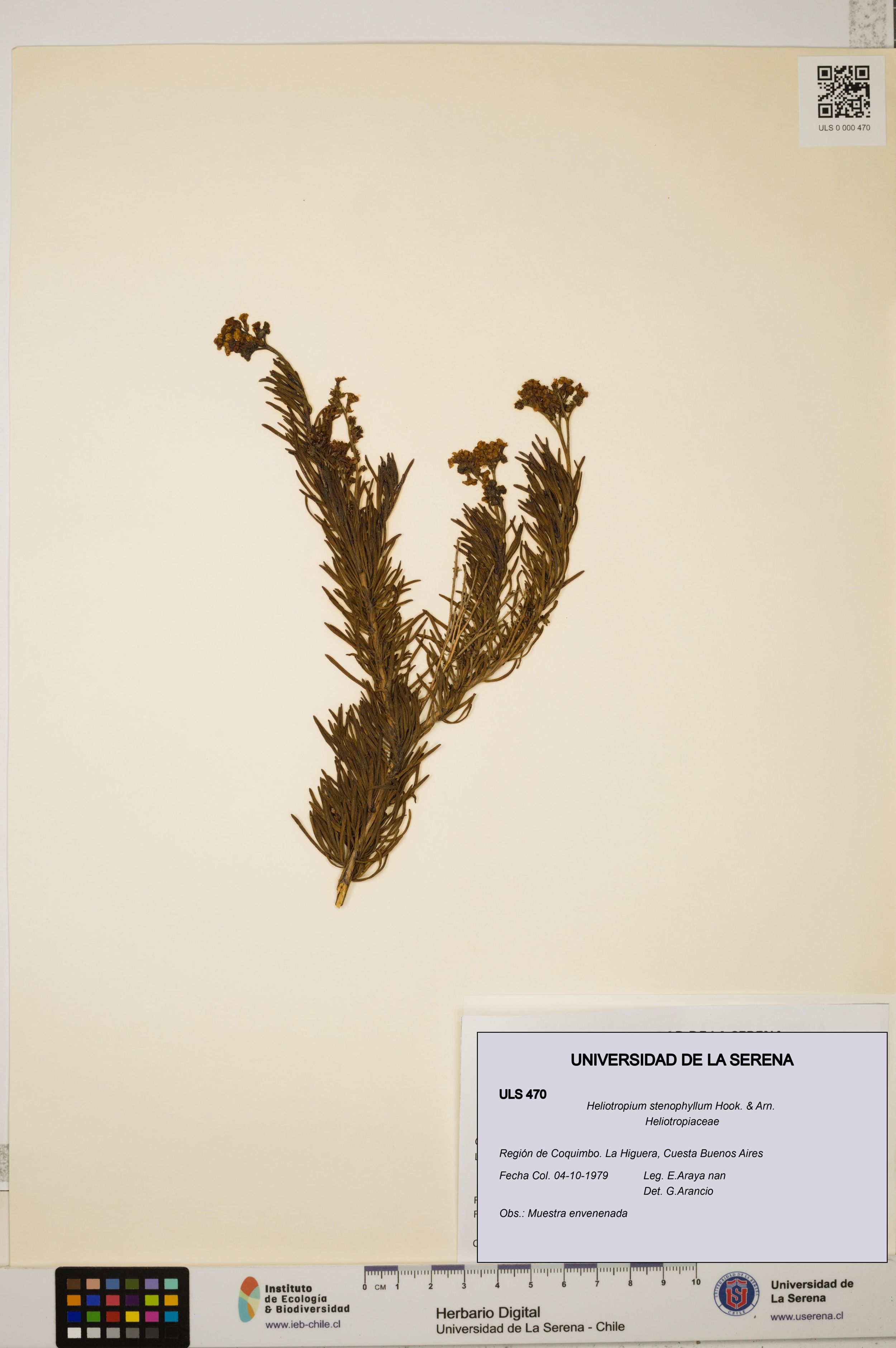 Heliotropium stenophyllum [Espécimen: ]