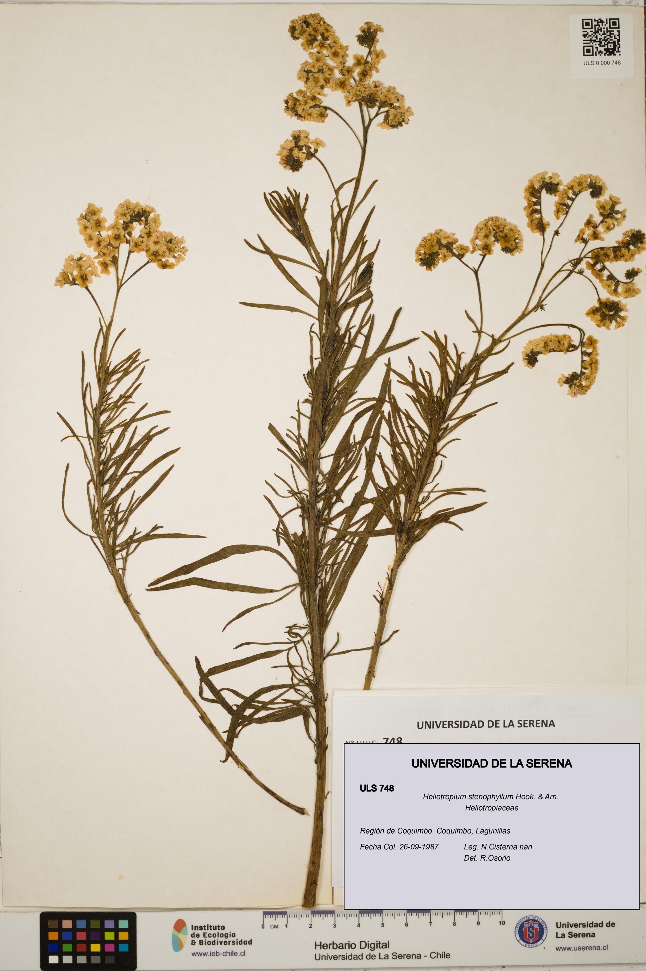 Heliotropium stenophyllum [Espécimen: ]