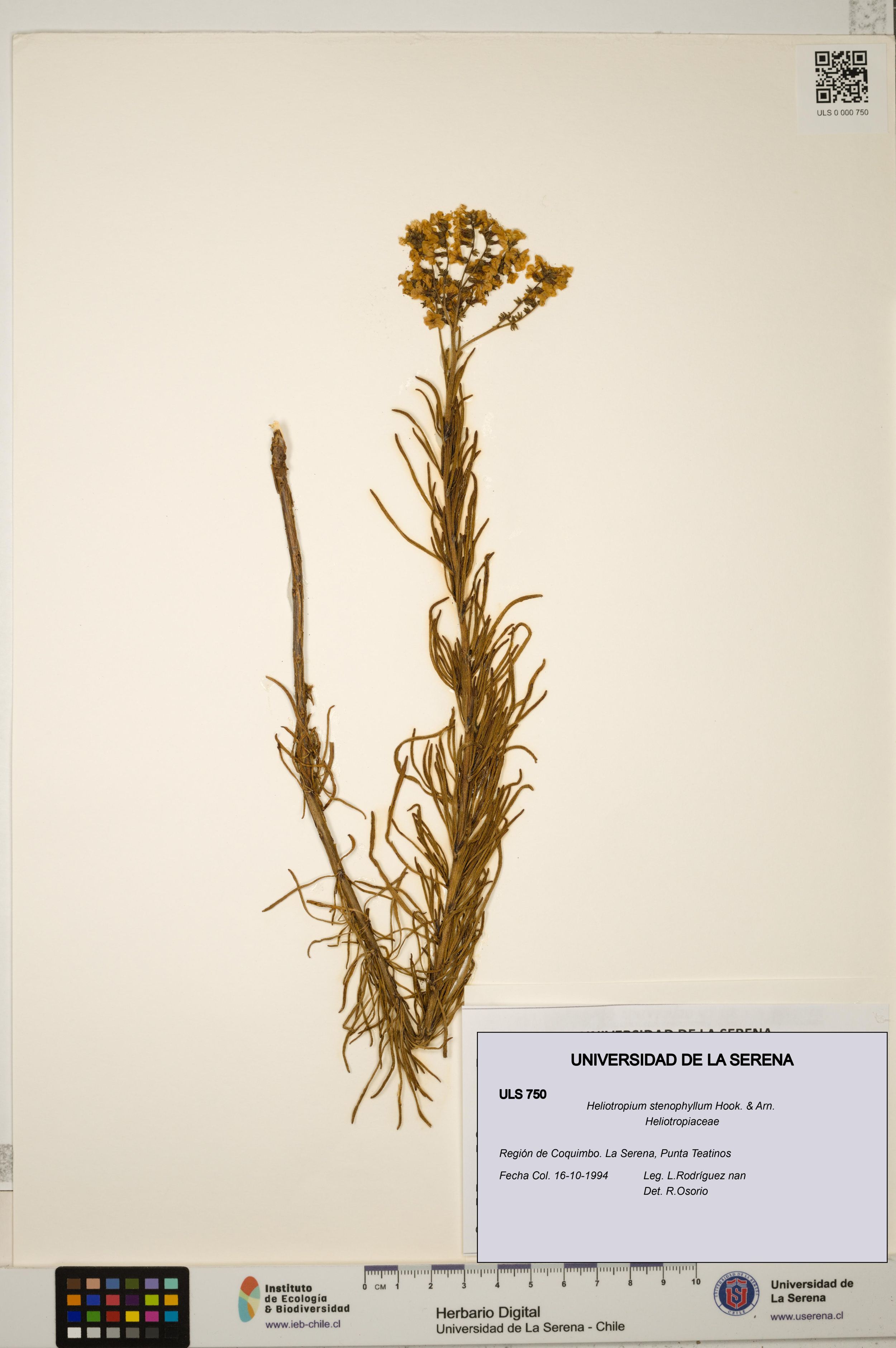 Heliotropium stenophyllum [Espécimen: ]