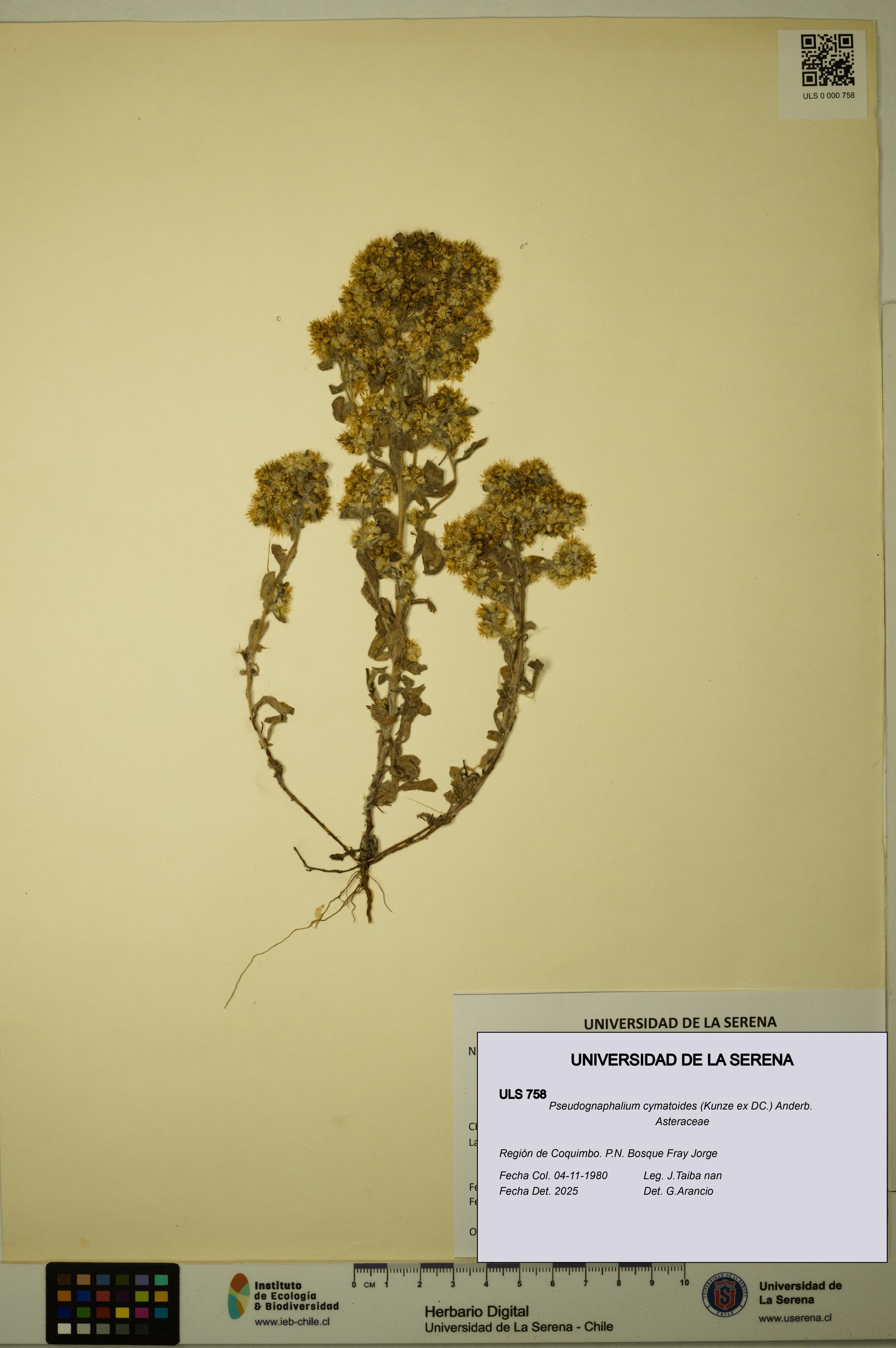Pseudognaphalium cymatoides [Espécimen: ]