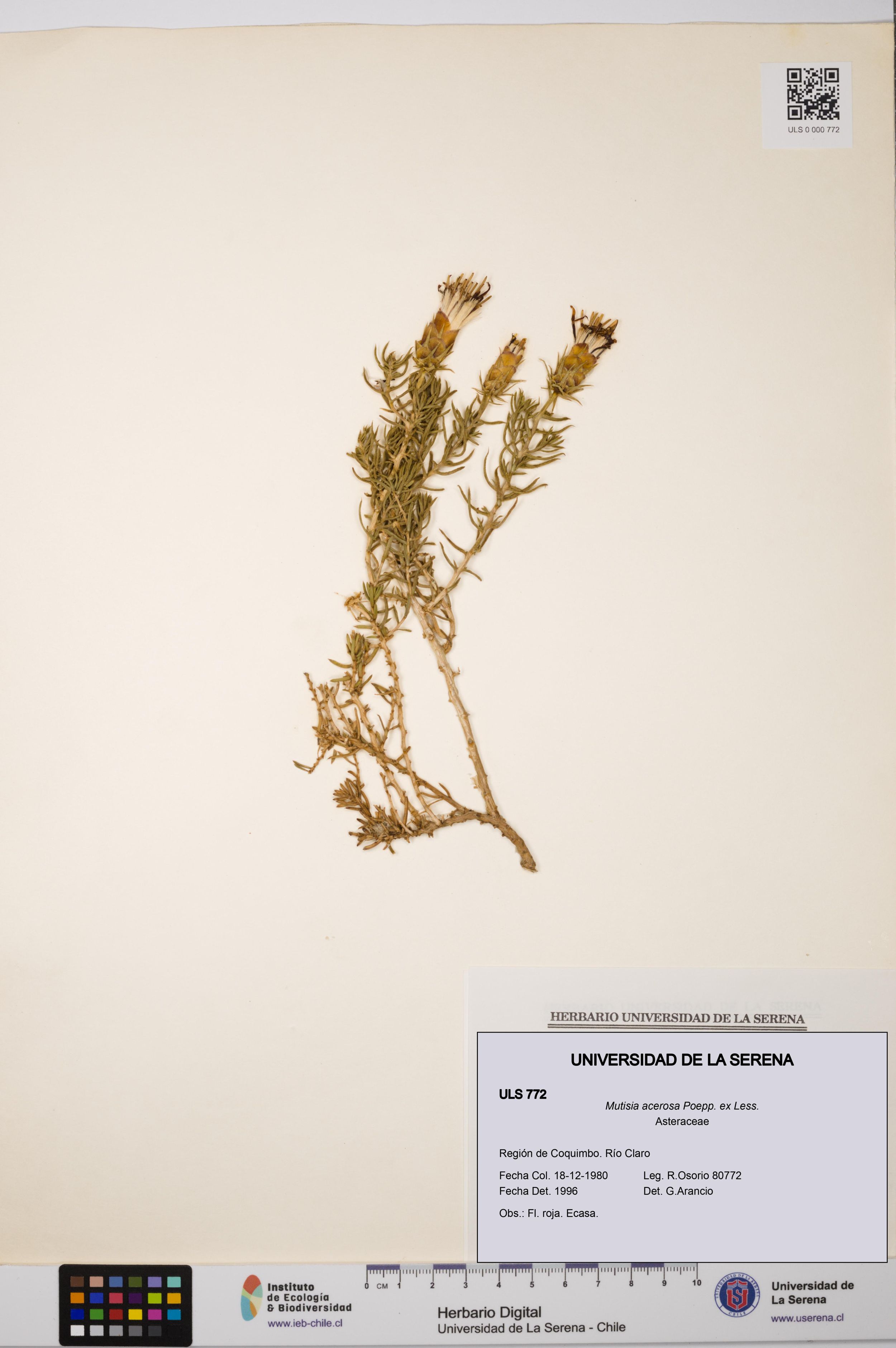 Mutisia acerosa [Espécimen: ]