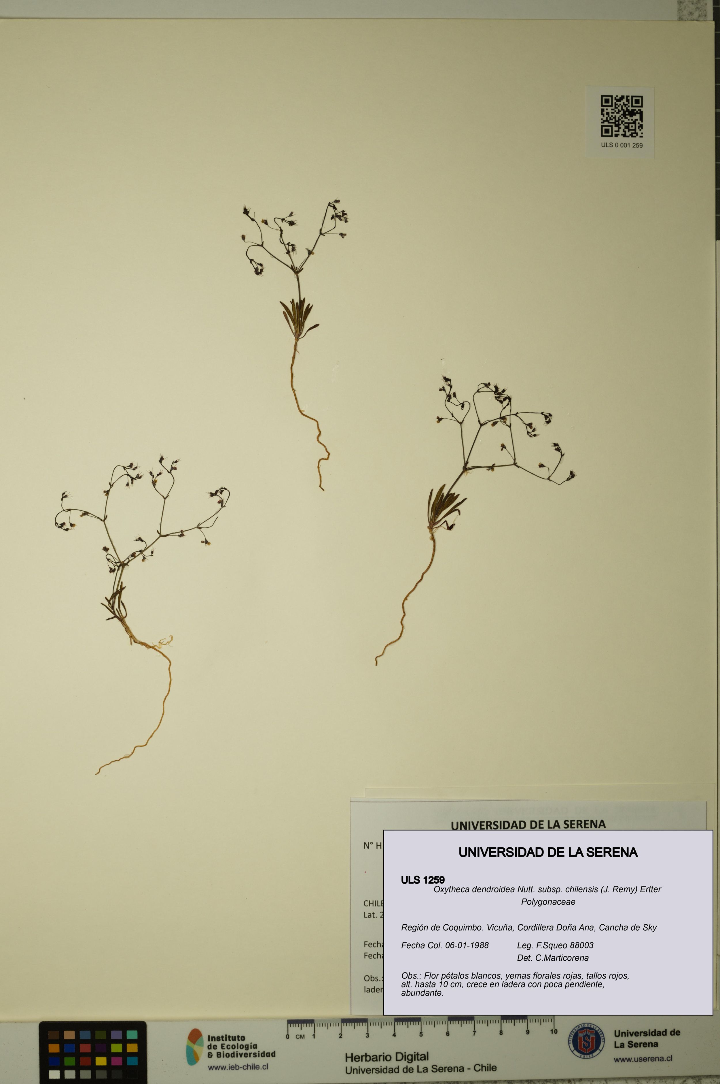 Oxytheca dendroidea - Digital Herbarium