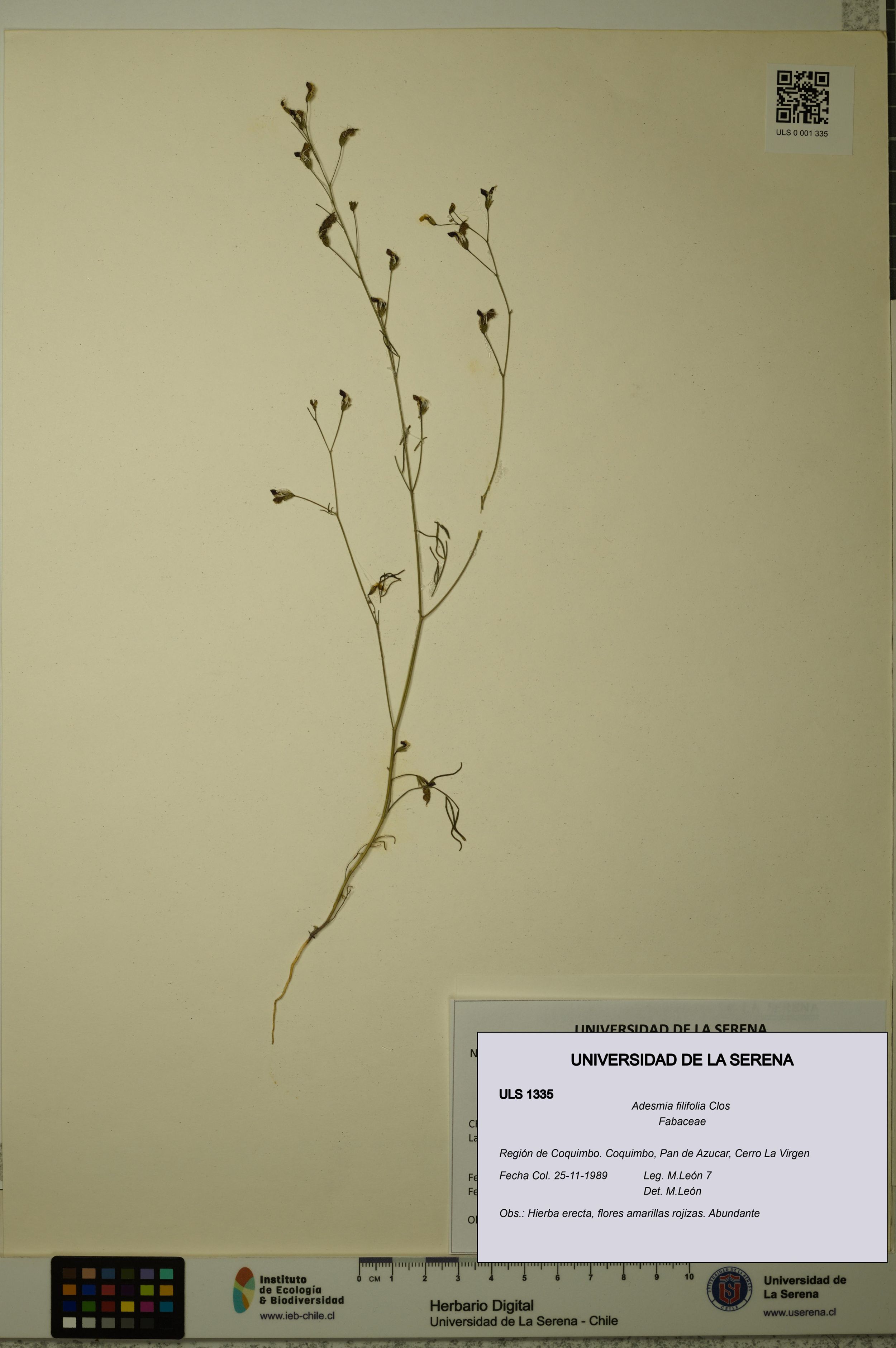 Adesmia filifolia [Espécimen: ]