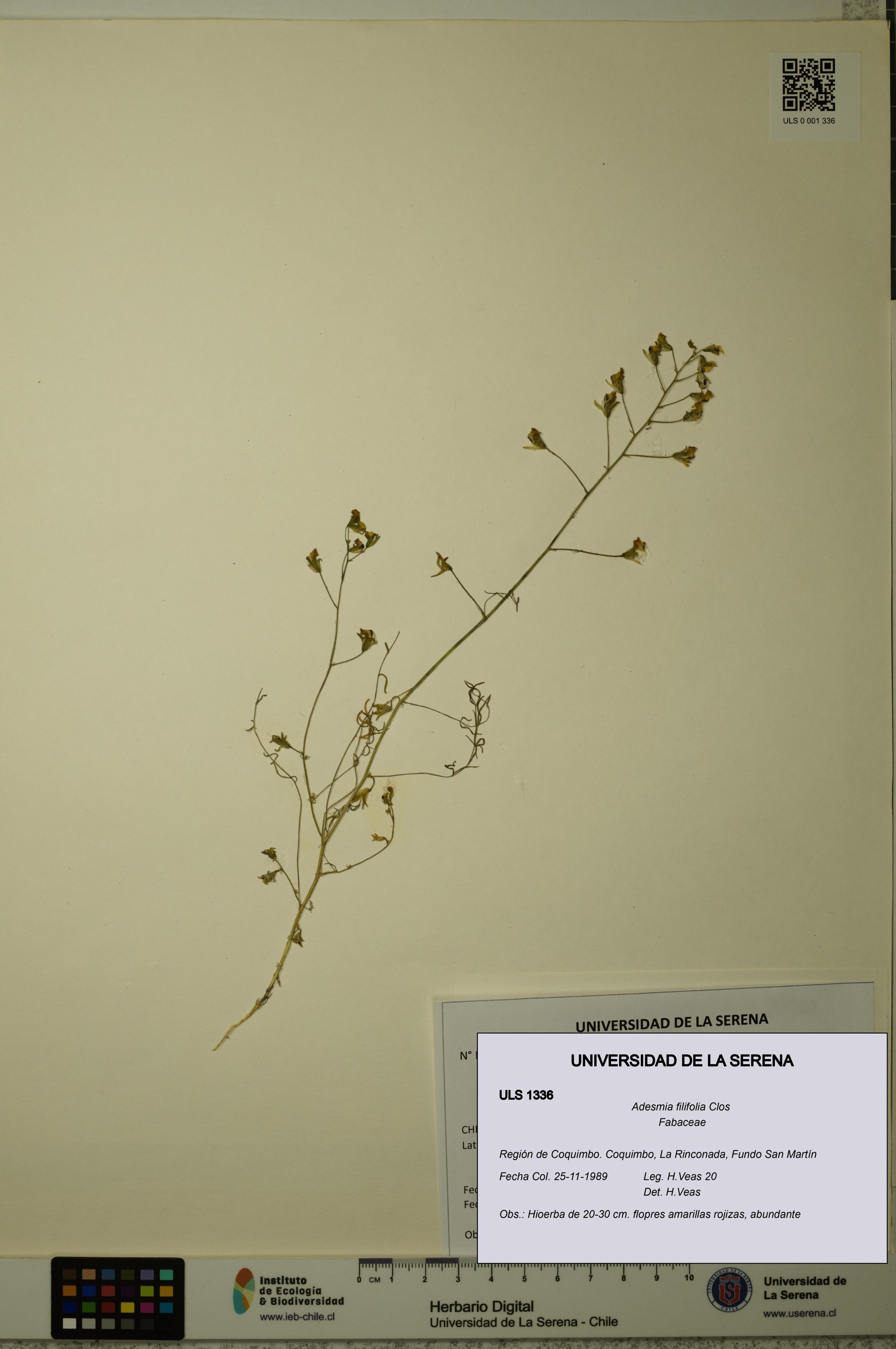 Adesmia filifolia [Espécimen: ]