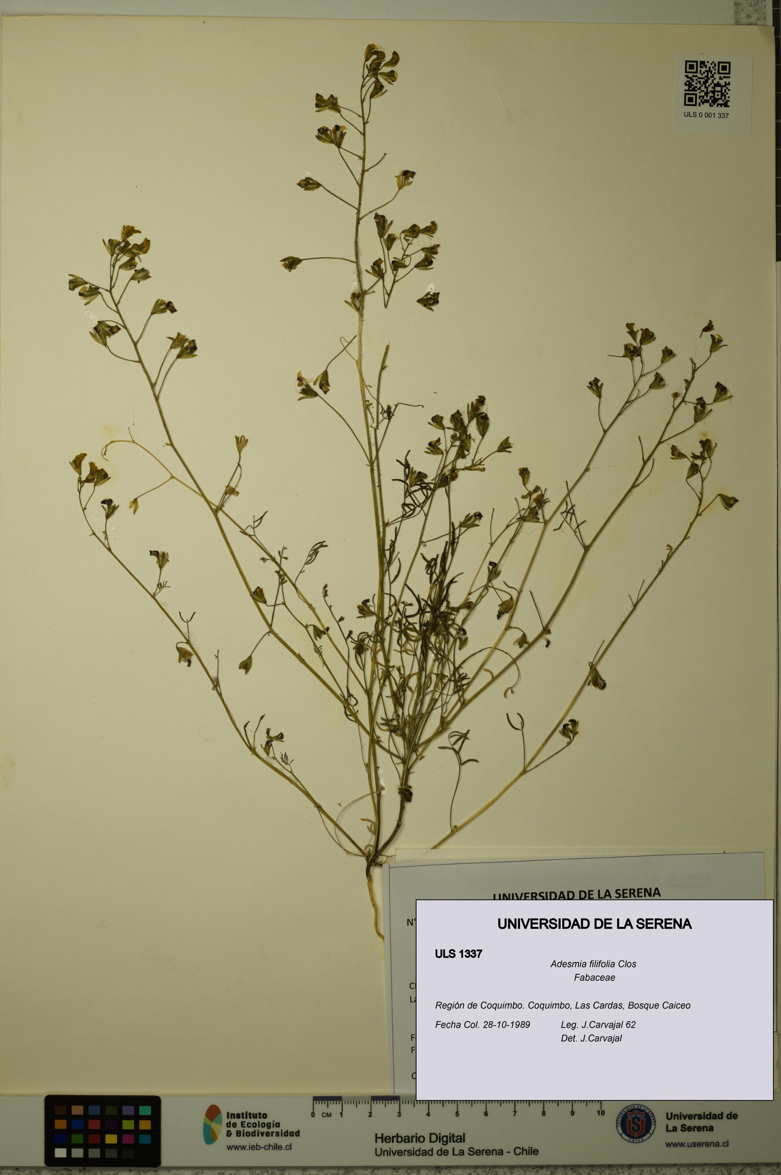 Adesmia filifolia [Espécimen: ]