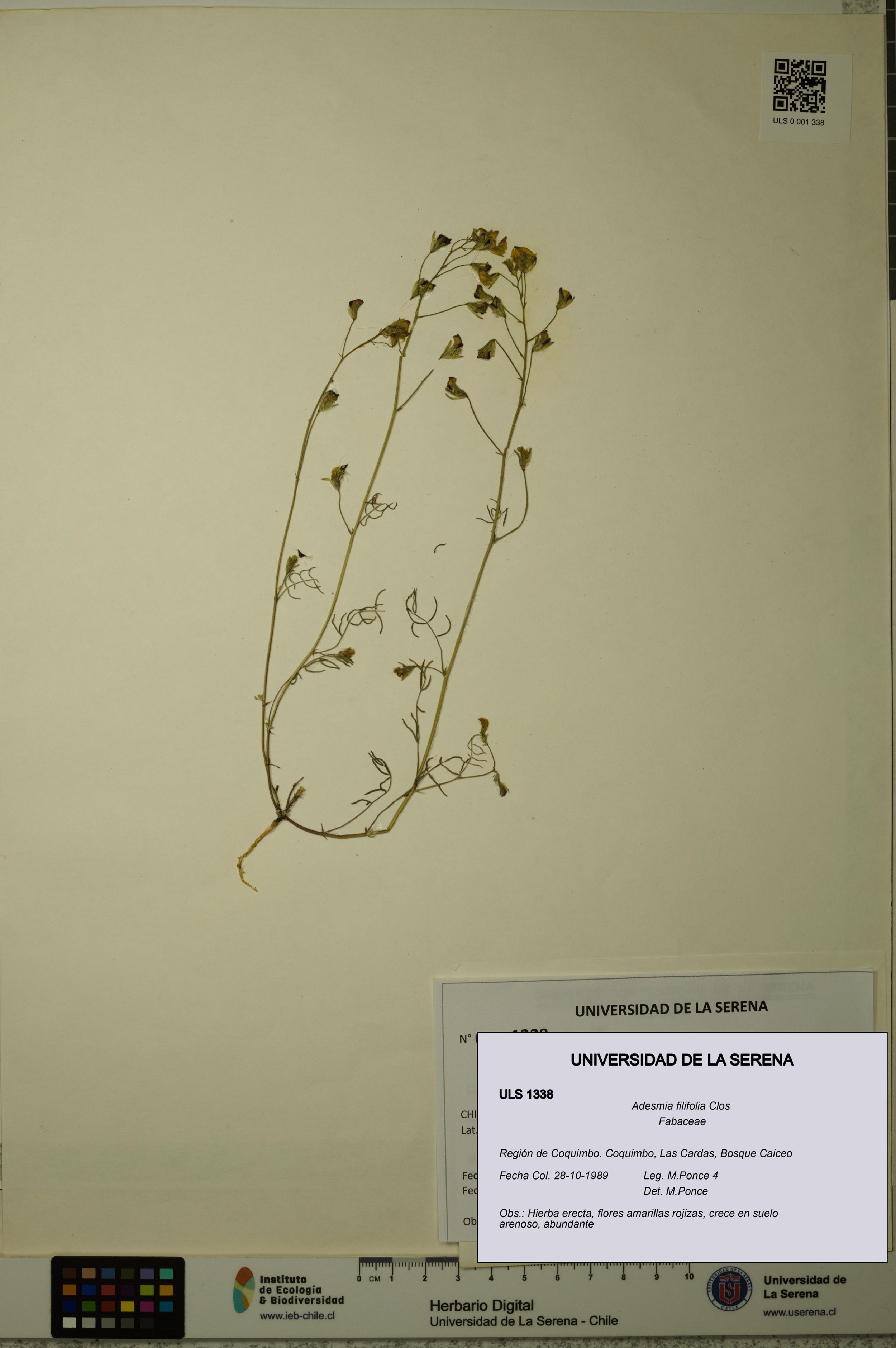 Adesmia filifolia [Espécimen: ]