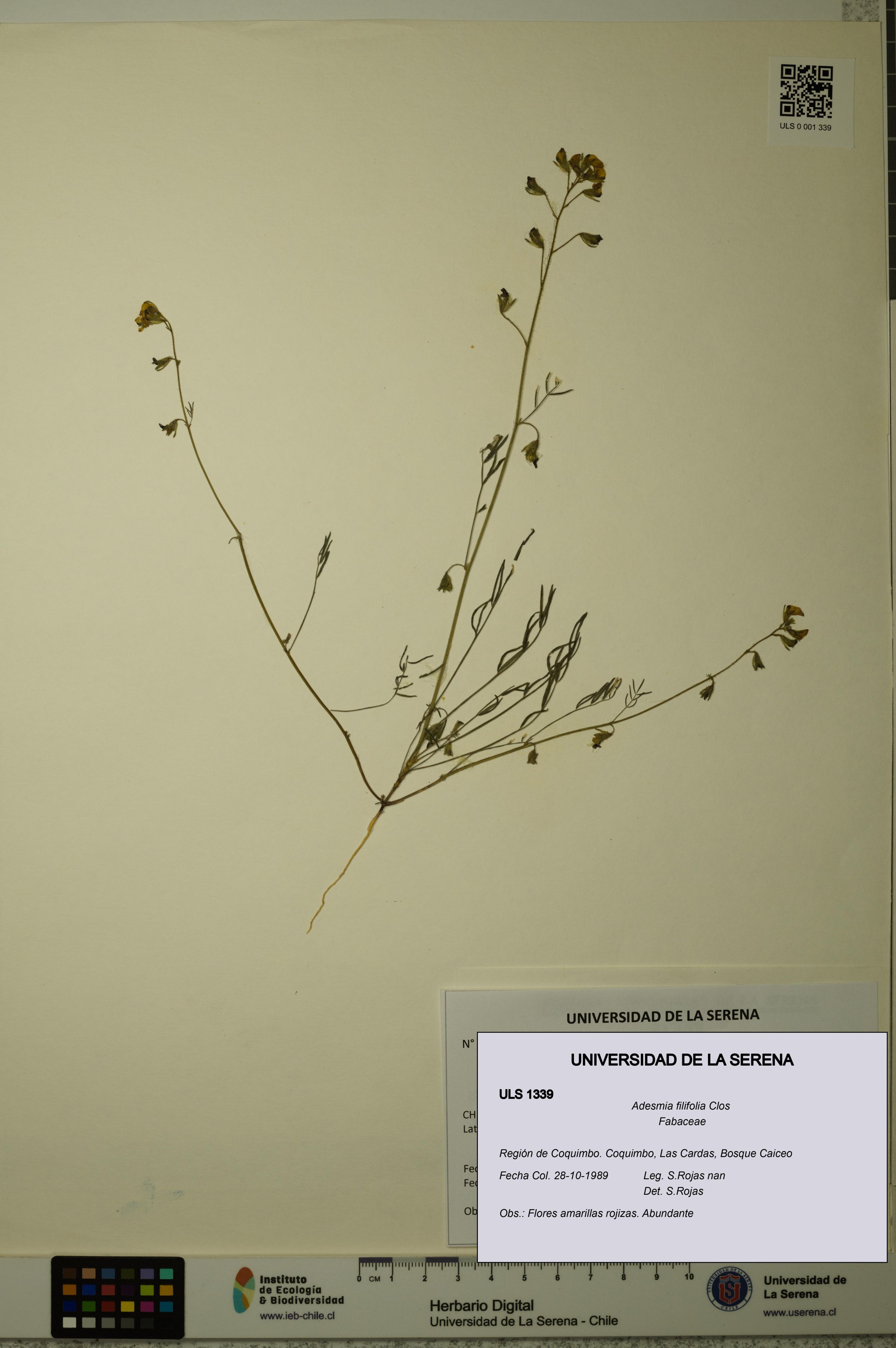 Adesmia filifolia [Espécimen: ]