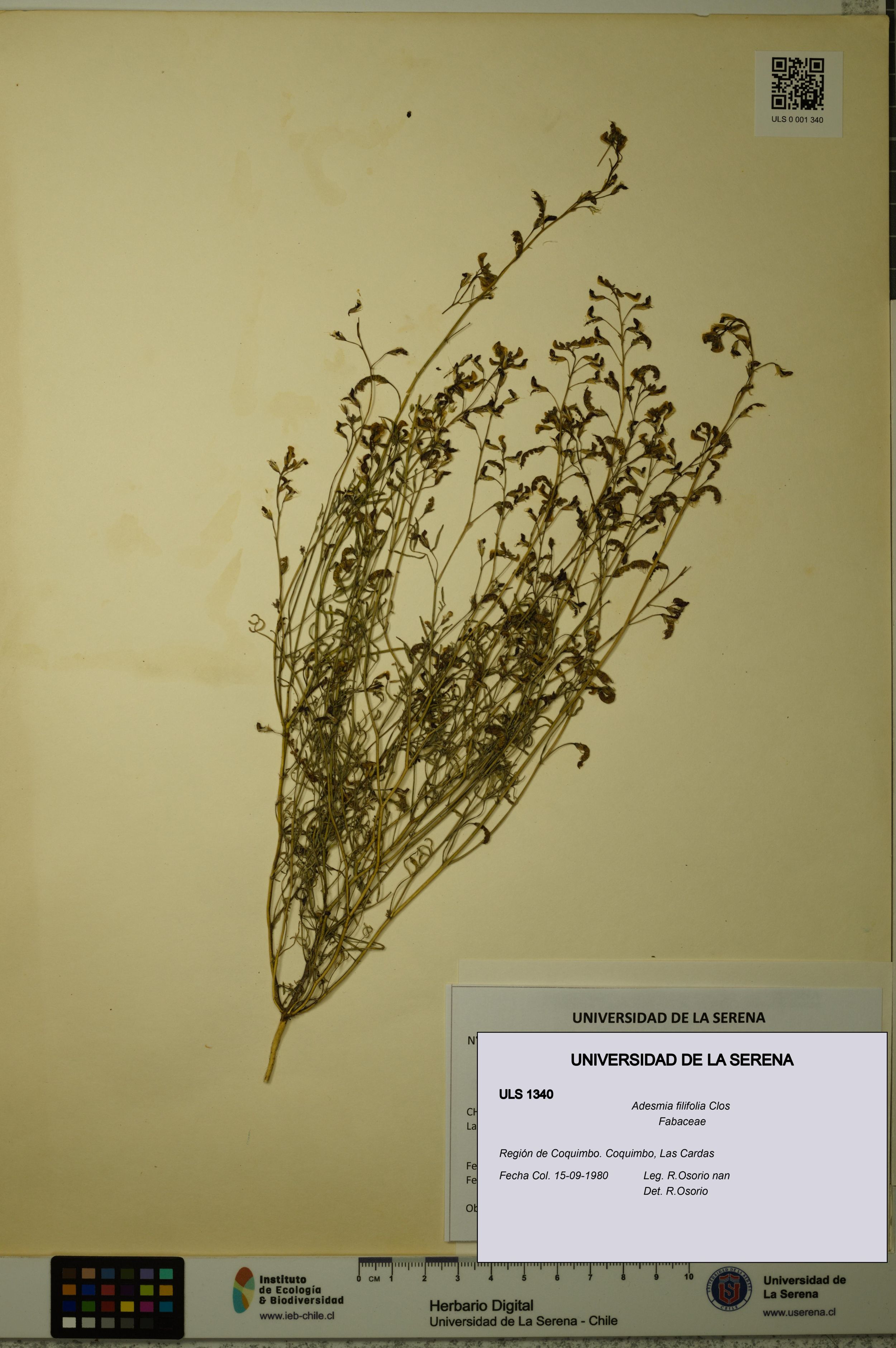 Adesmia filifolia [Espécimen: ]