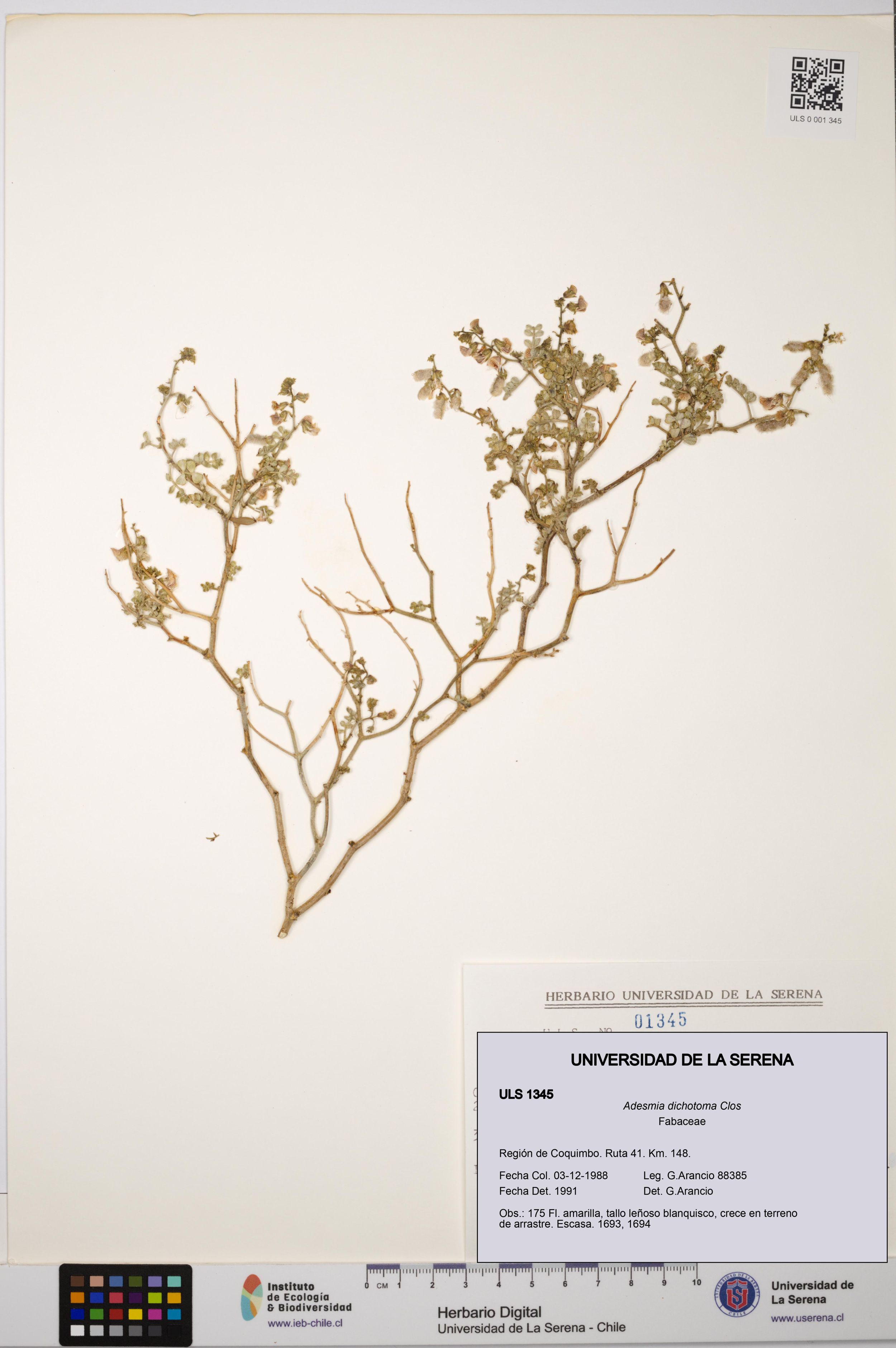 Adesmia dichotoma [Espécimen: ]