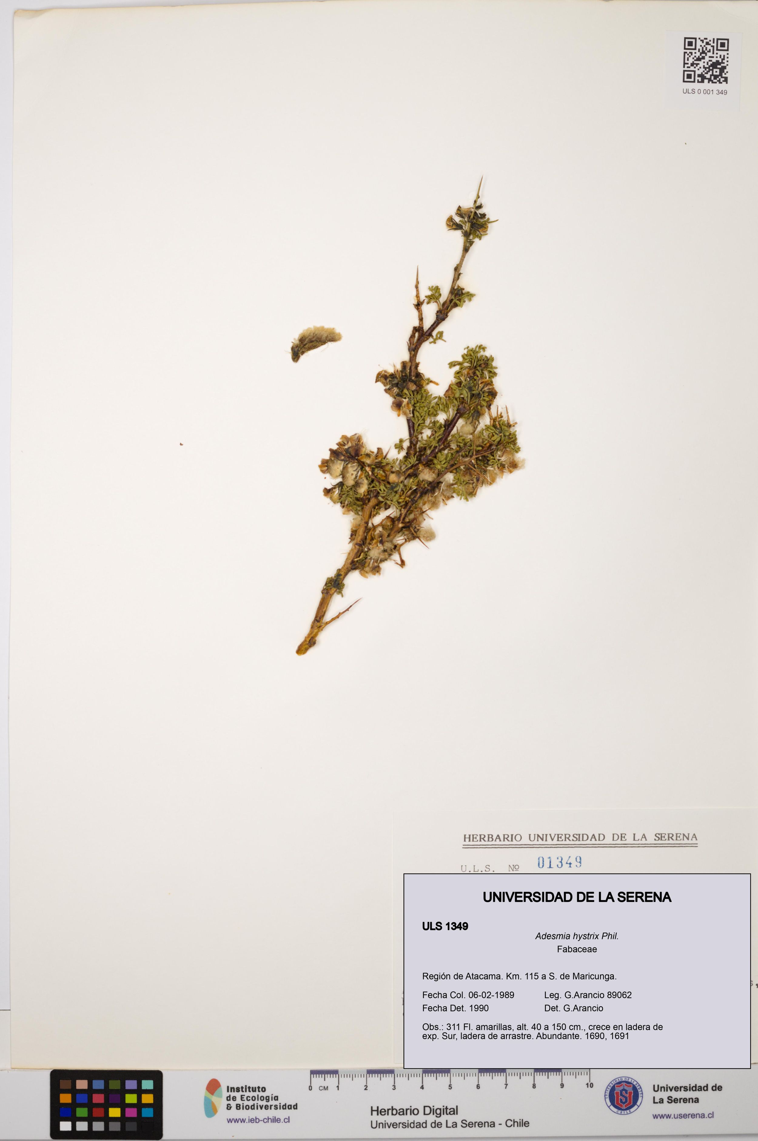 Adesmia hystrix [Espécimen: ]