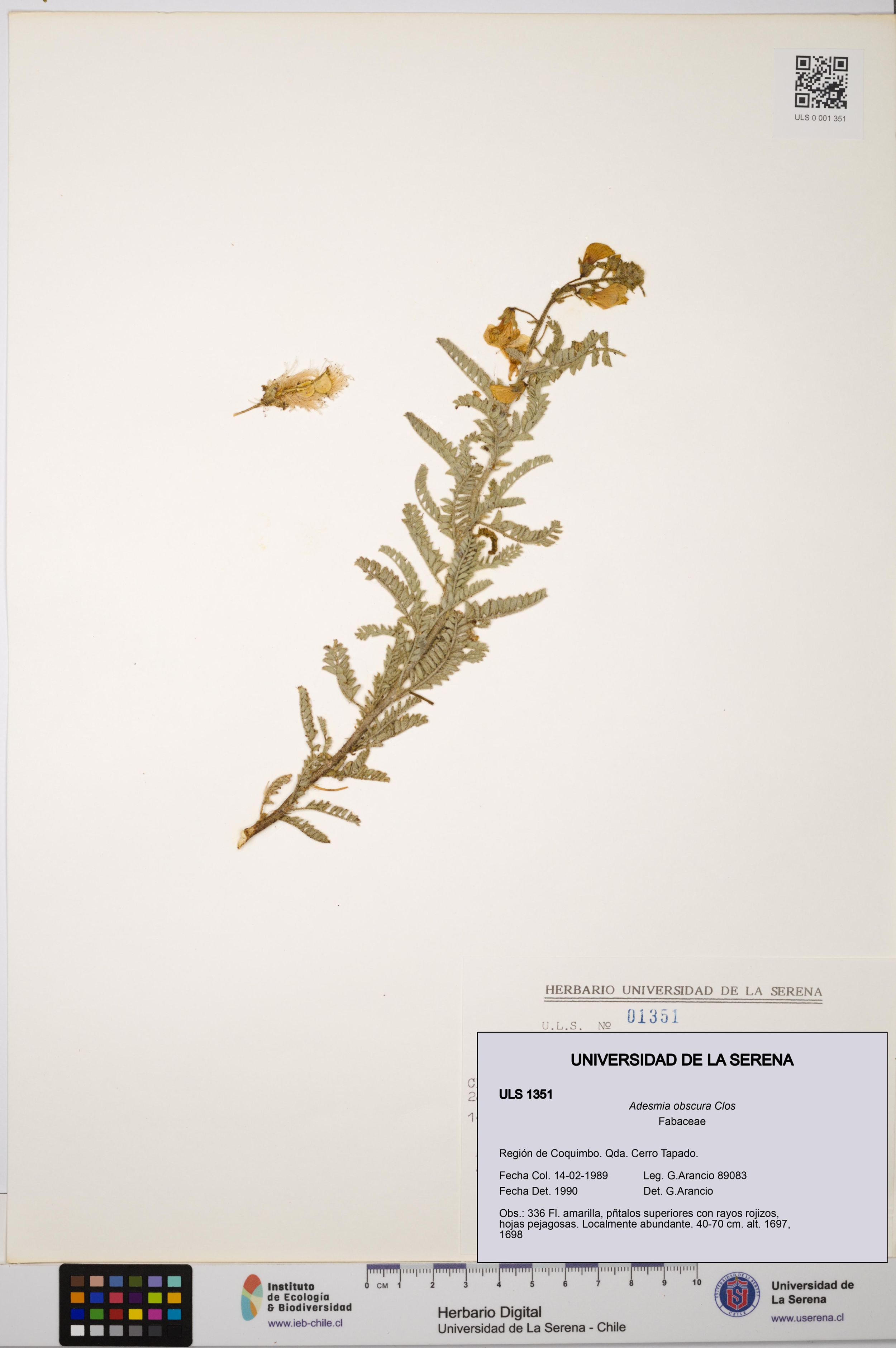 Adesmia obscura [Espécimen: ]