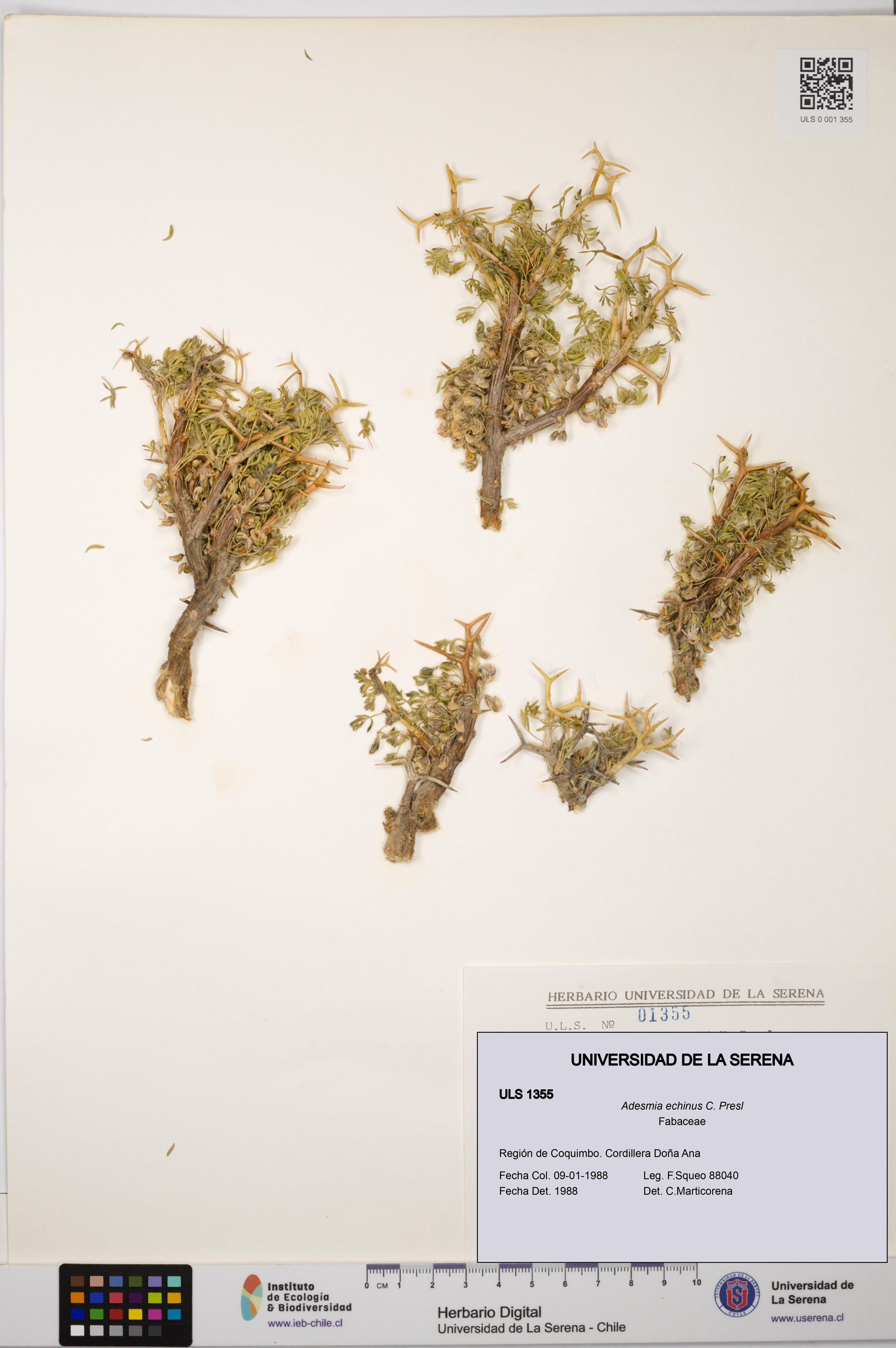 Adesmia echinus [Espécimen: ]