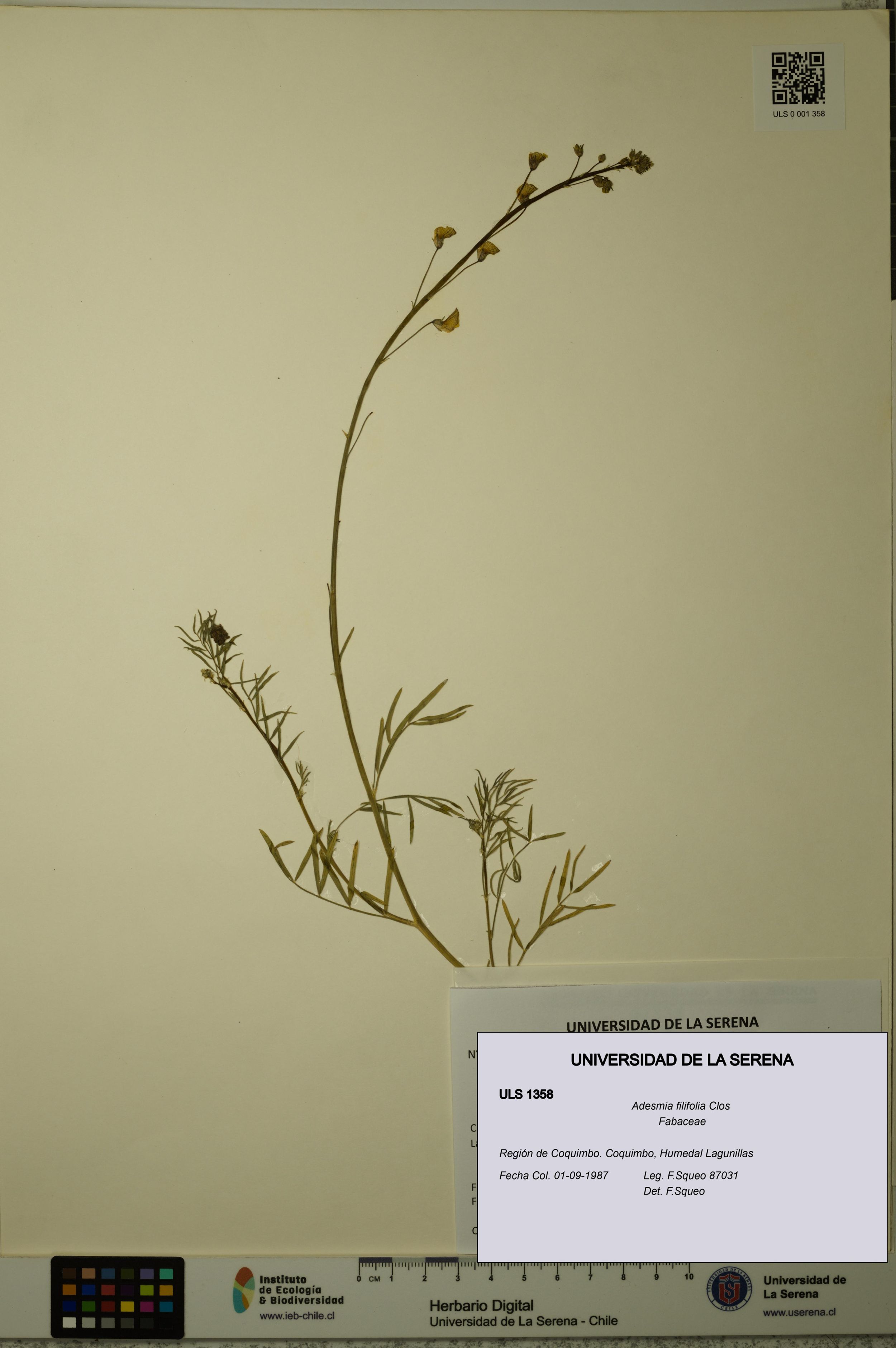 Adesmia filifolia [Espécimen: ]