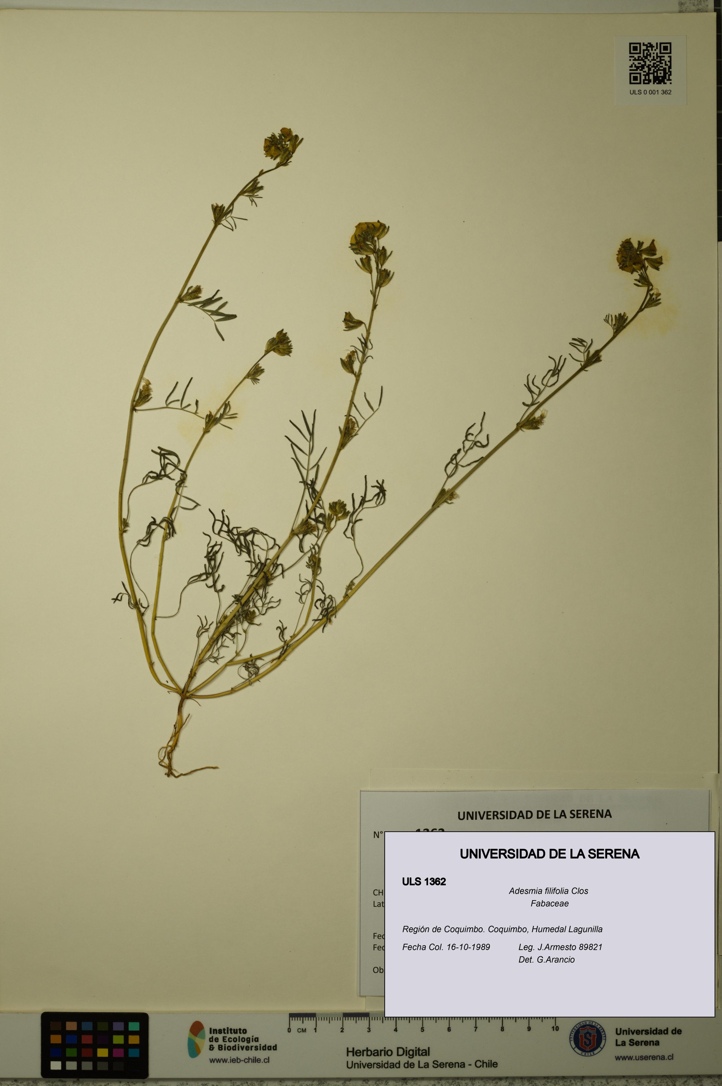 Adesmia filifolia [Espécimen: ]