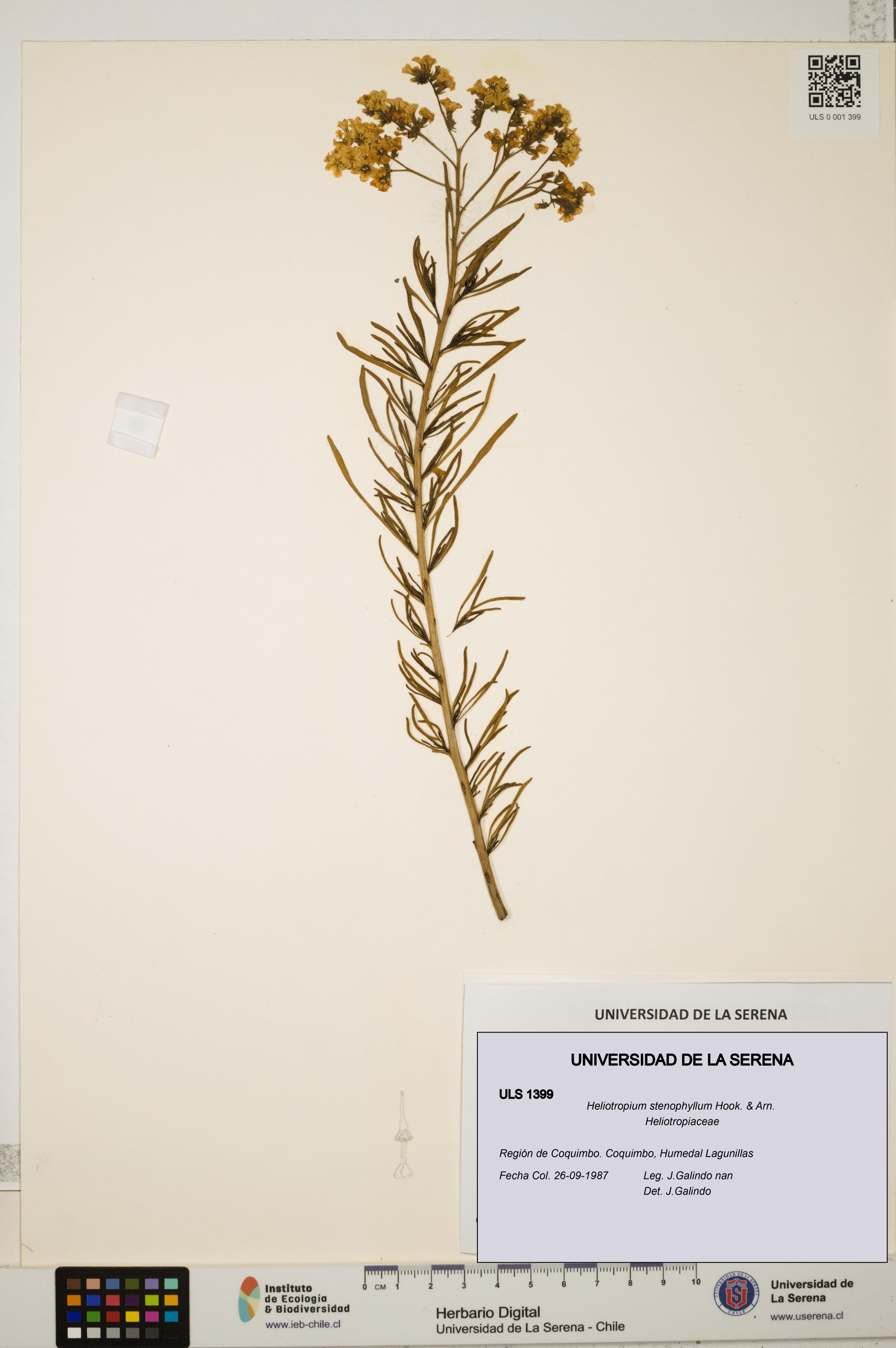 Heliotropium stenophyllum [Espécimen: ]