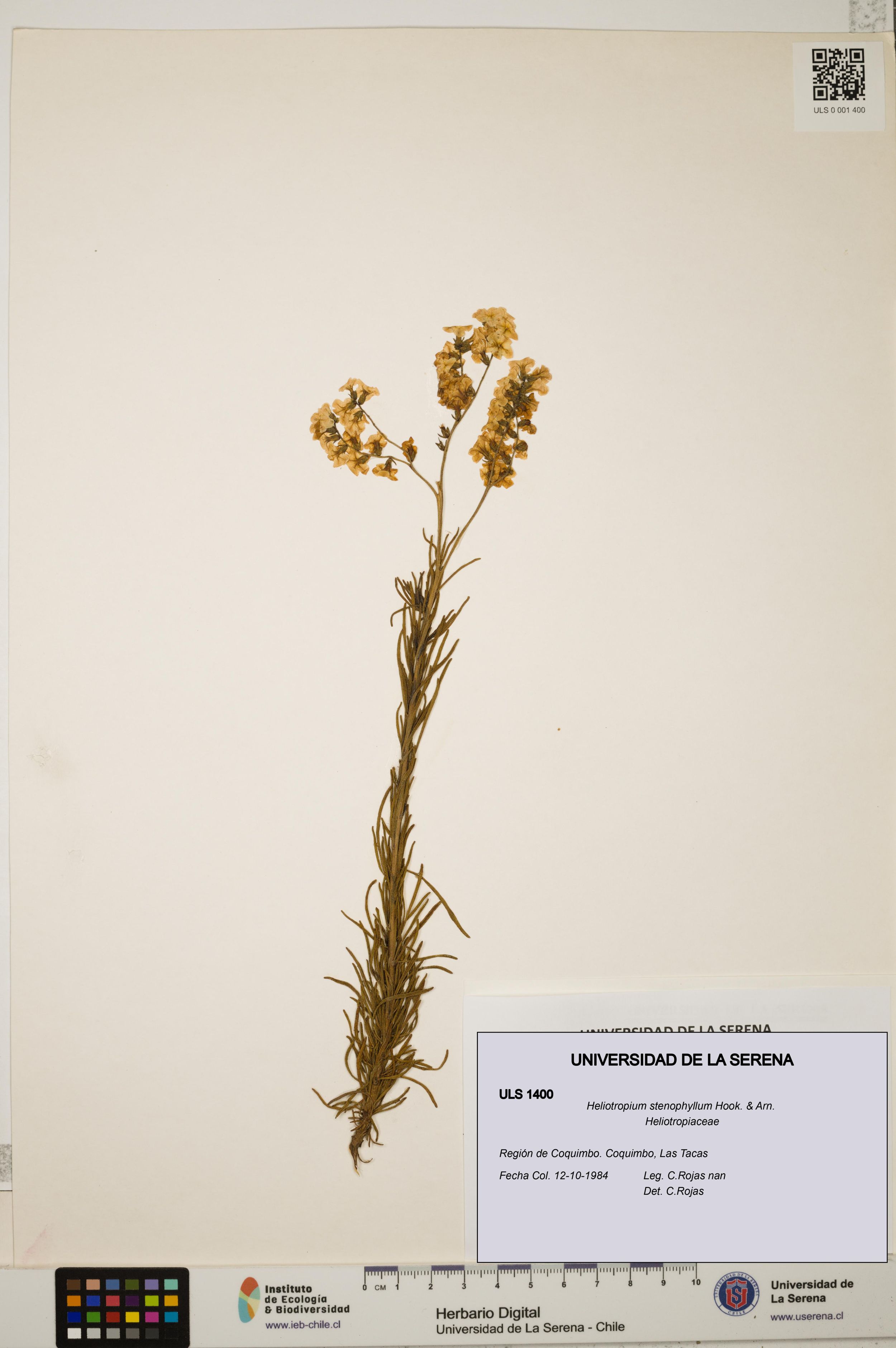 Heliotropium stenophyllum [Espécimen: ]