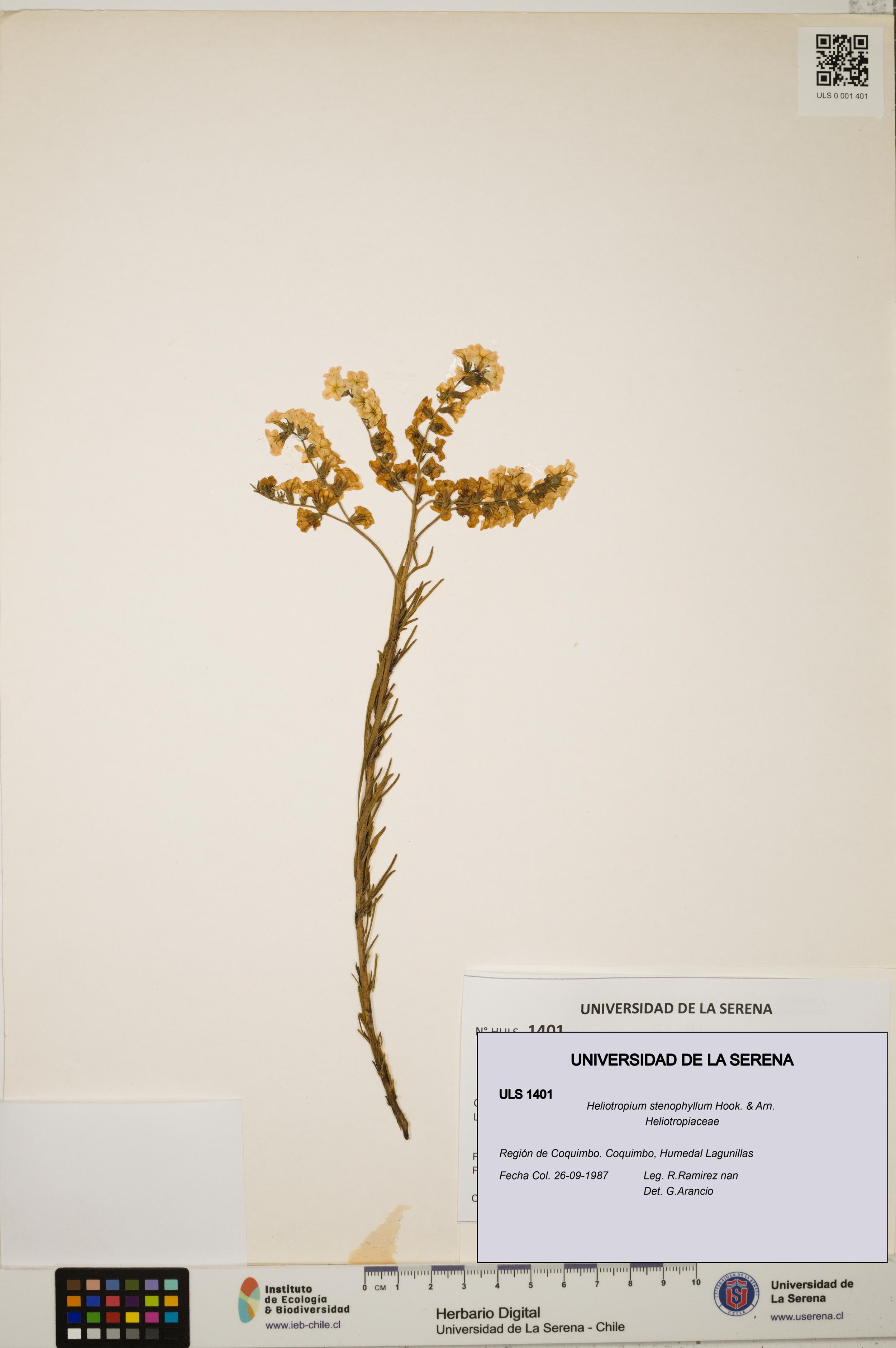 Heliotropium stenophyllum [Espécimen: ]