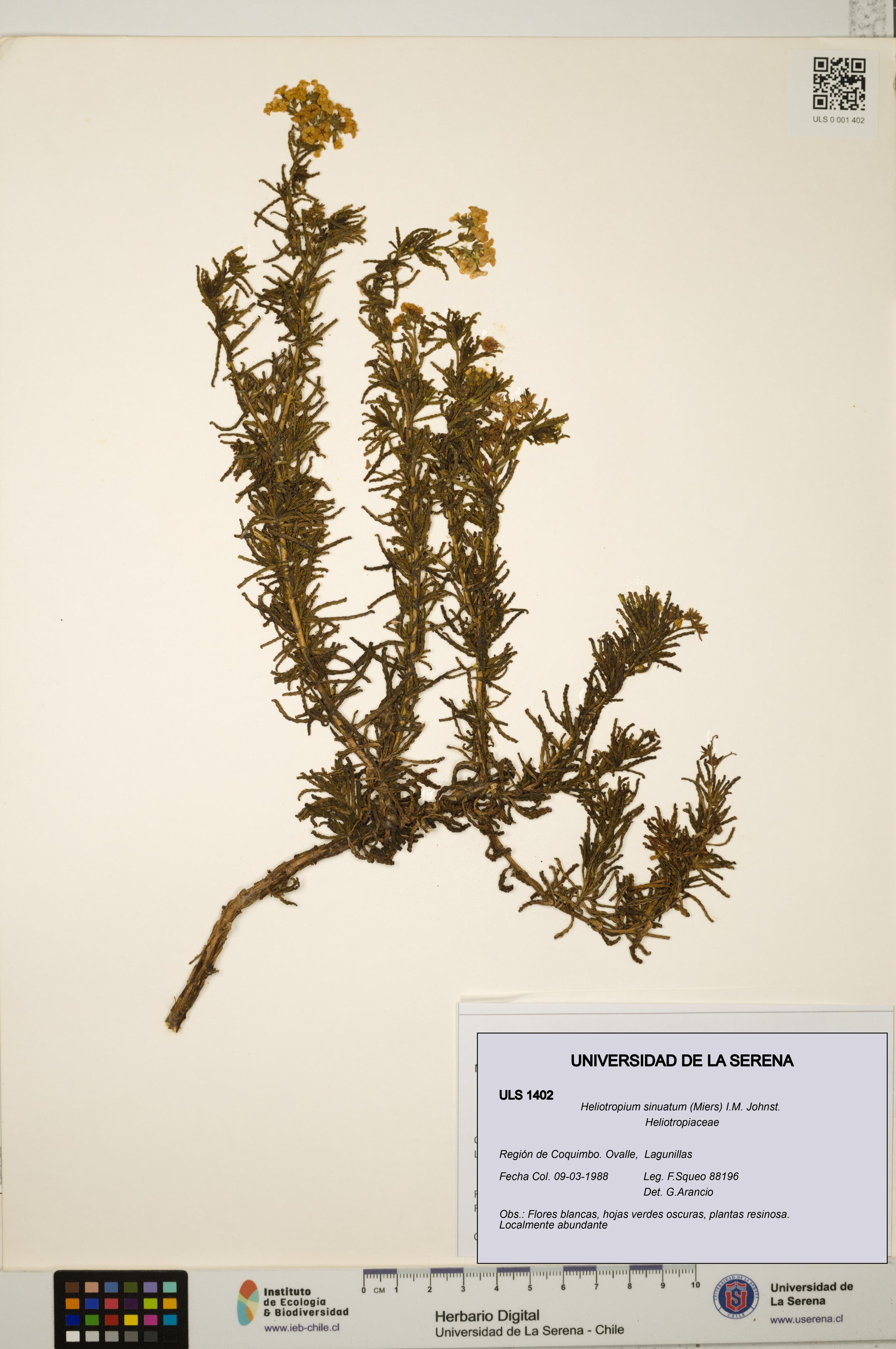 Heliotropium sinuatum [Espécimen: ]