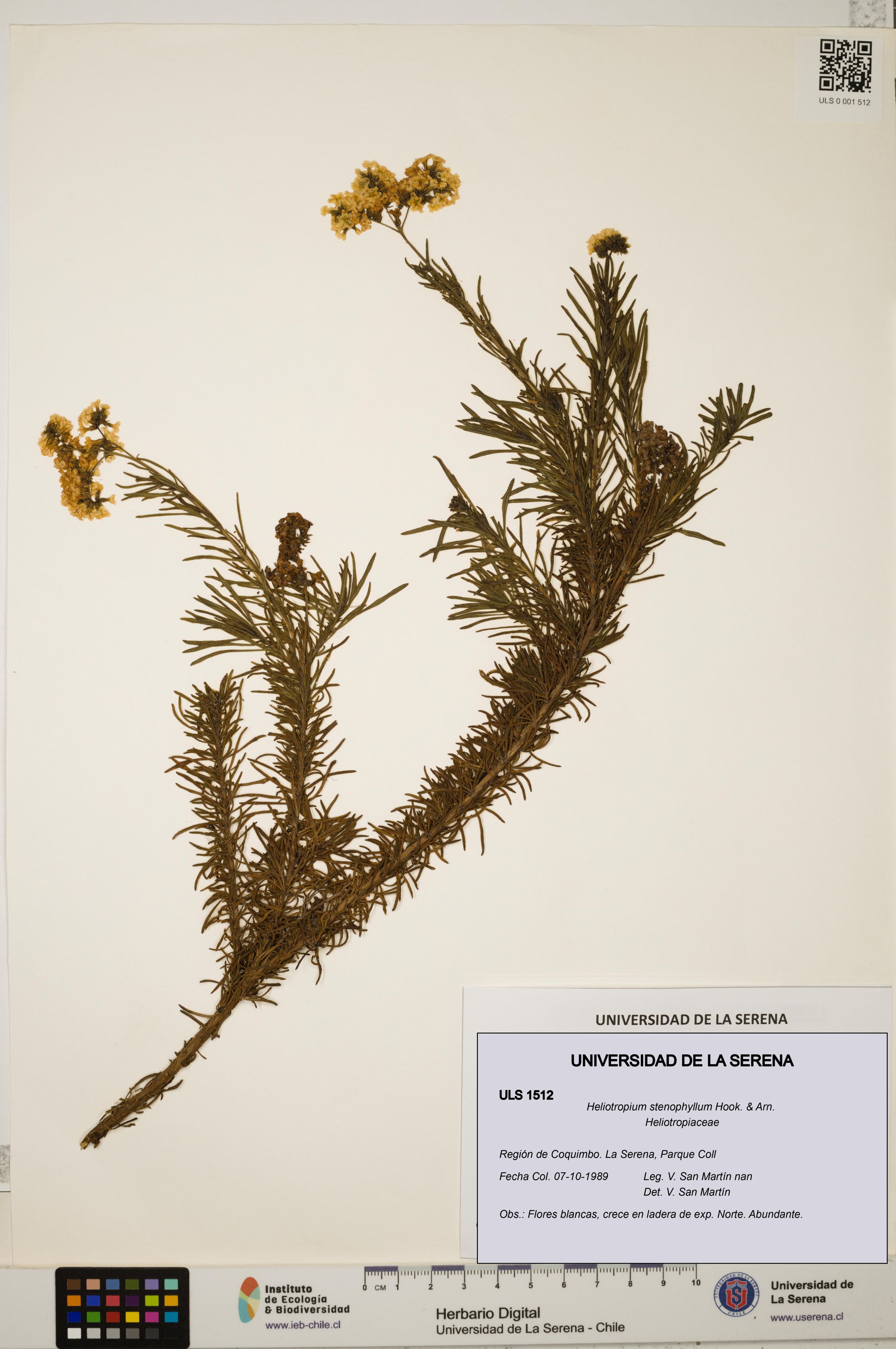 Heliotropium stenophyllum [Espécimen: ]