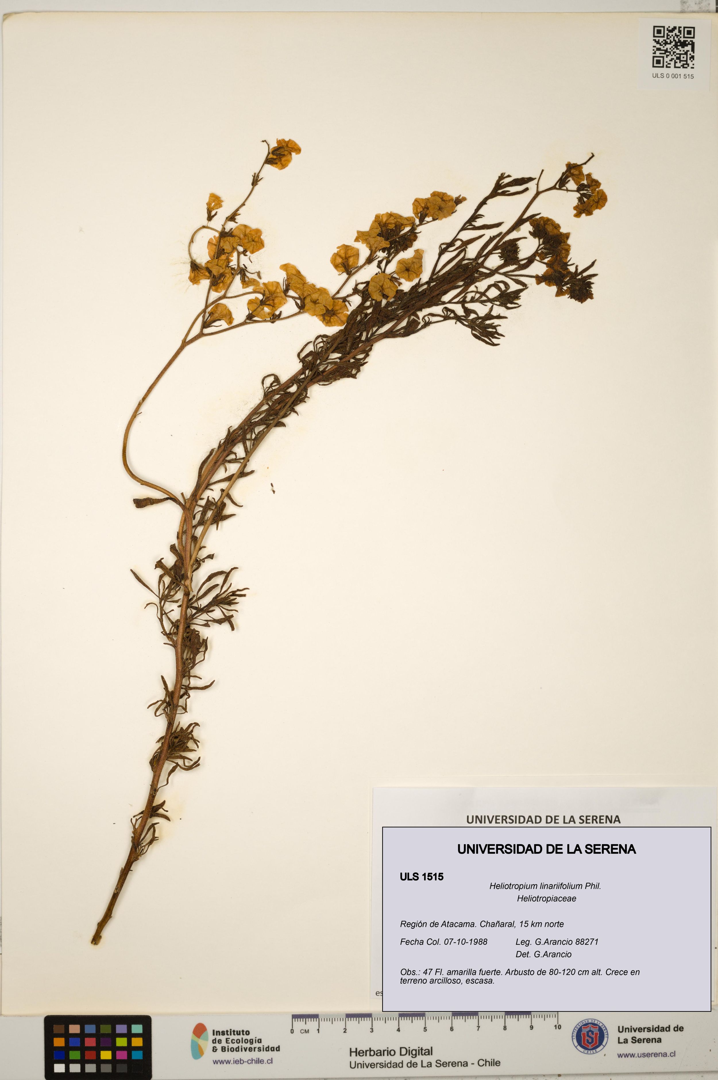 Heliotropium linariifolium [Espécimen: ]