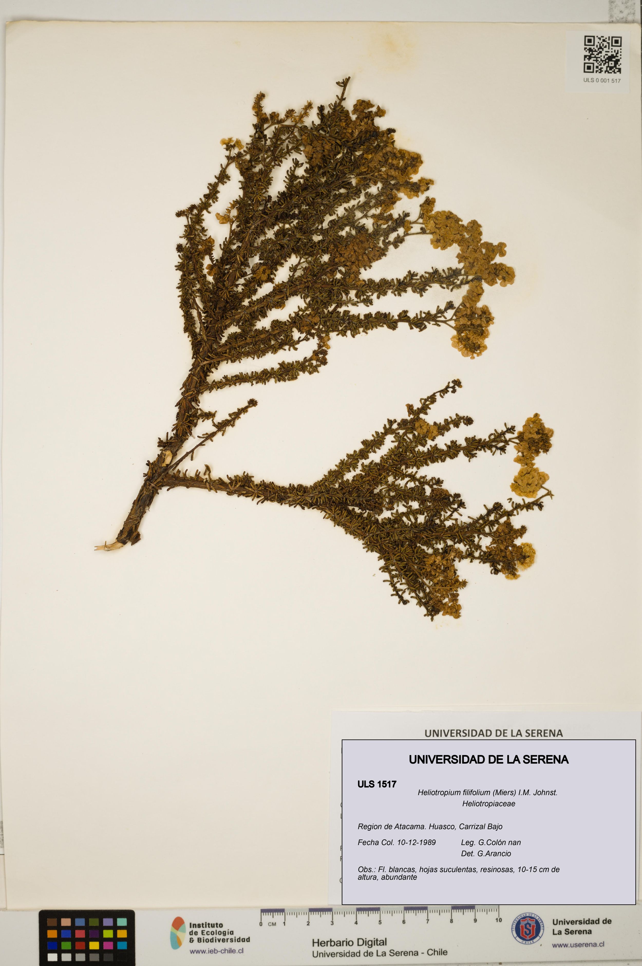 Heliotropium filifolium [Espécimen: ]