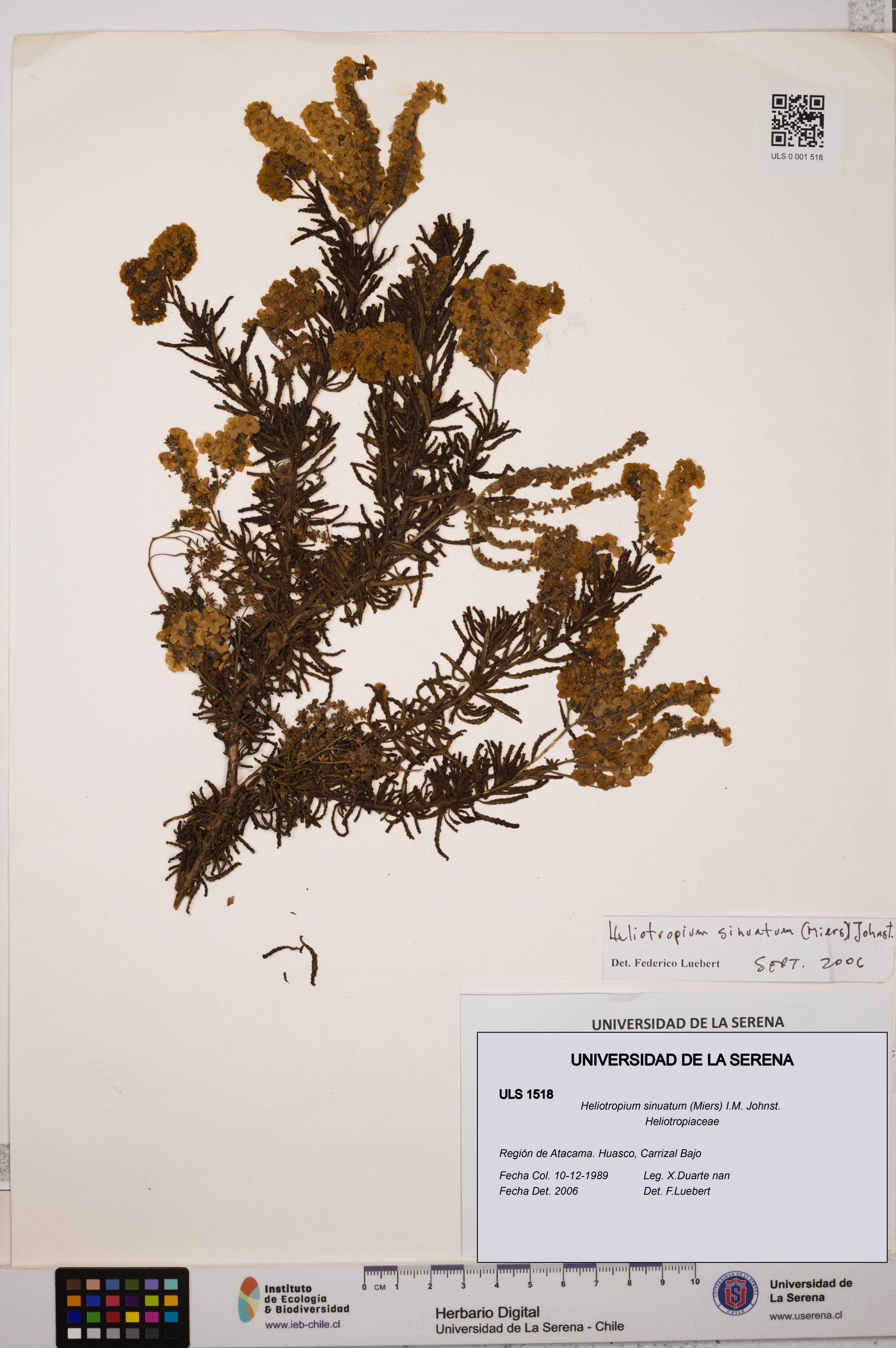 Heliotropium sinuatum [Espécimen: ]