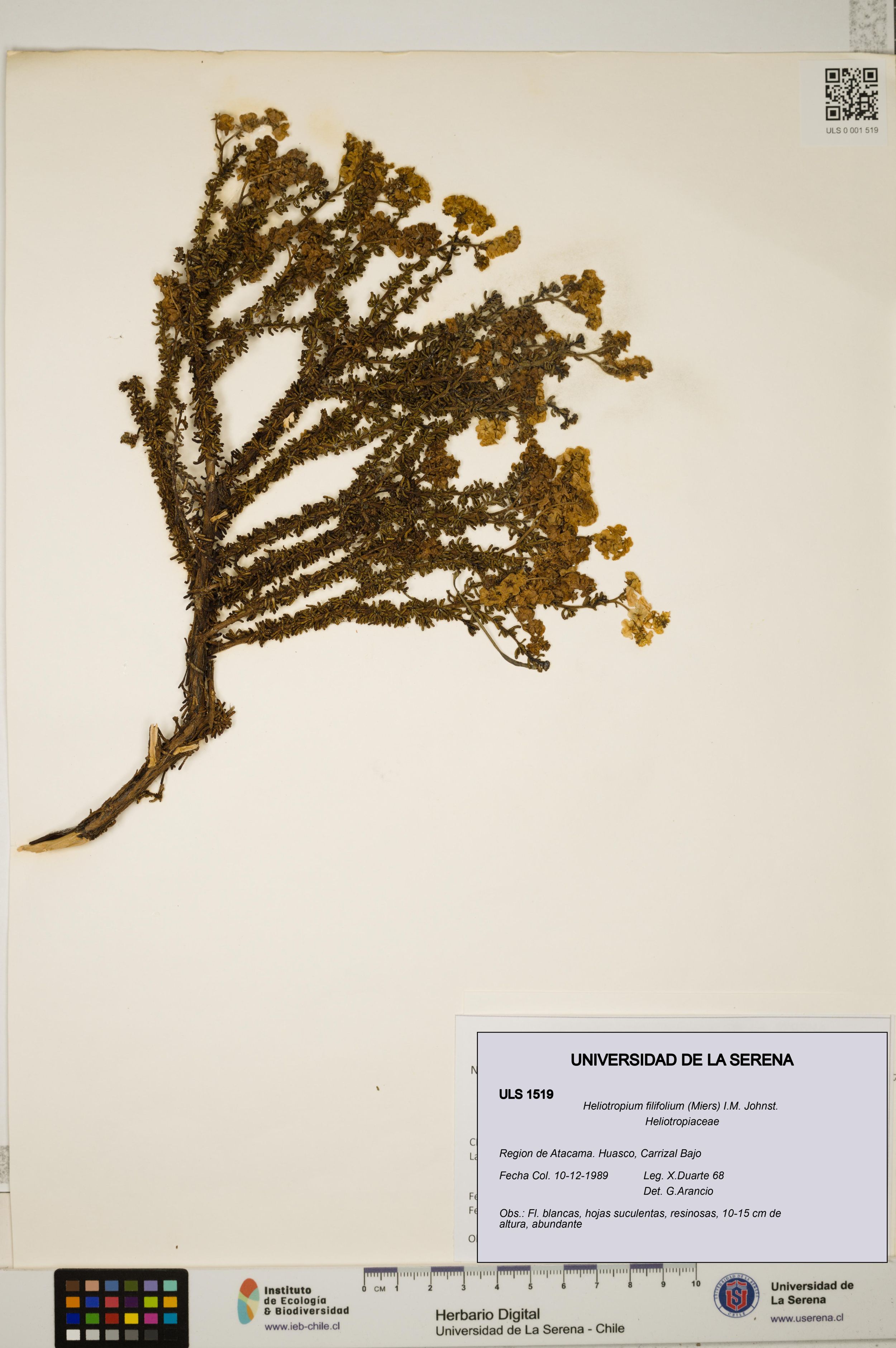 Heliotropium filifolium [Espécimen: ]