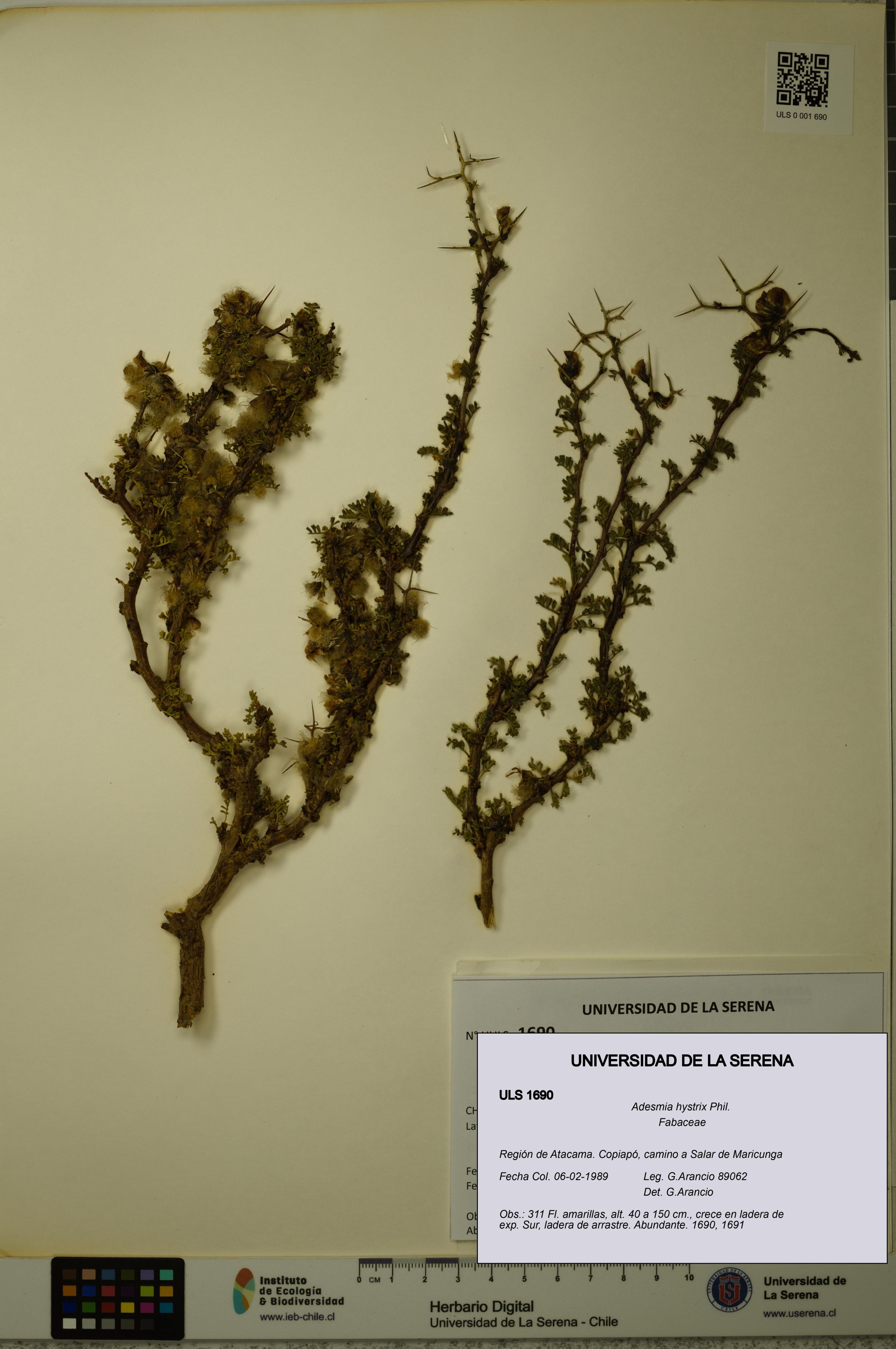 Adesmia hystrix [Espécimen: ]